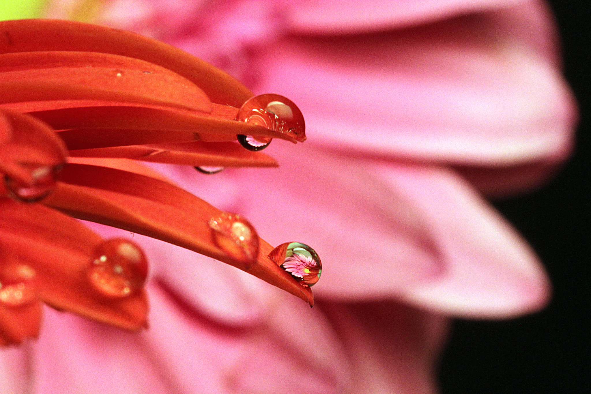 Sigma 105mm F2.8 EX DG OS HSM sample photo. Drops.. photography
