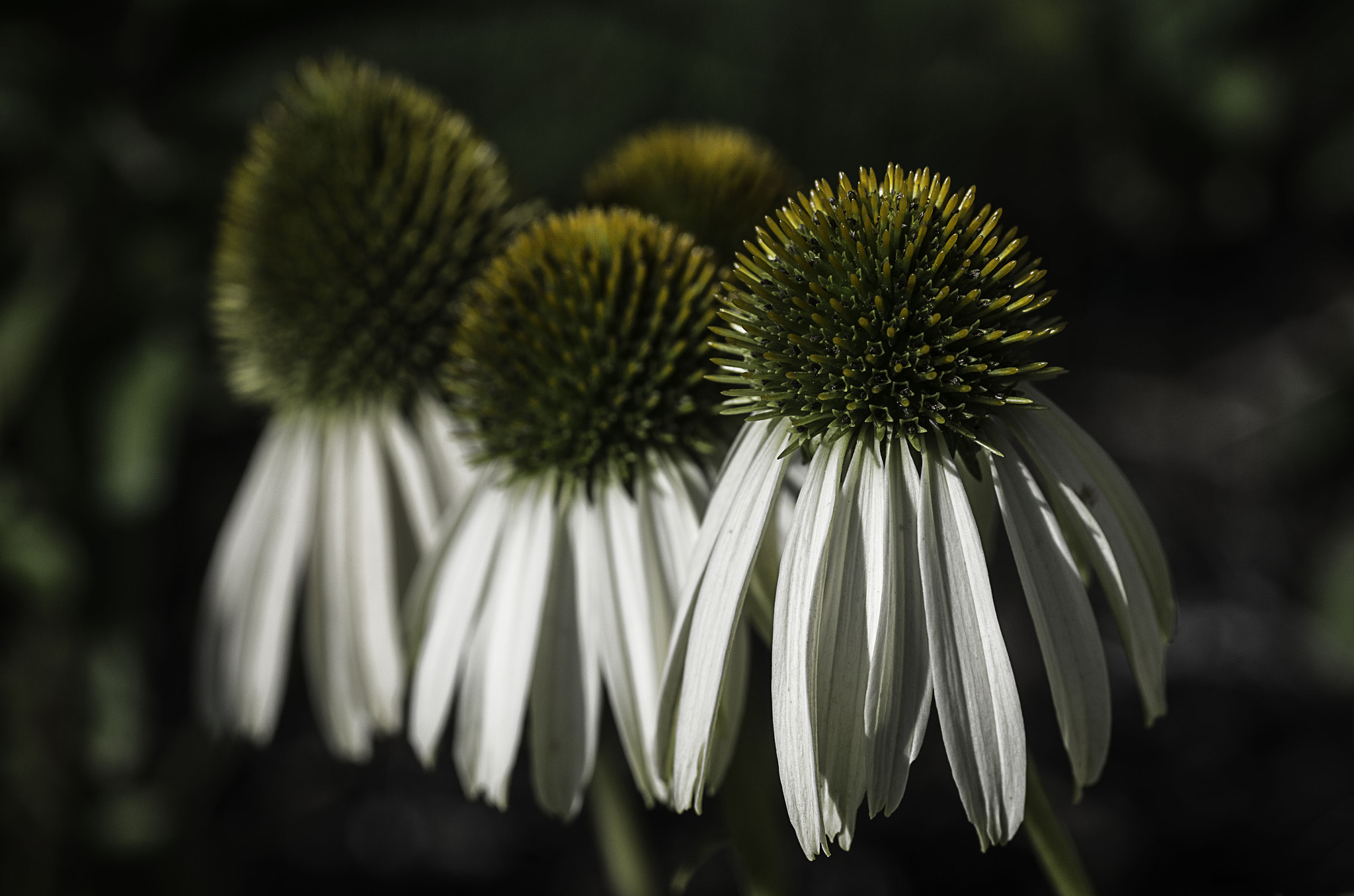 Pentax K-5 II + Sigma sample photo. Rudbeckia photography