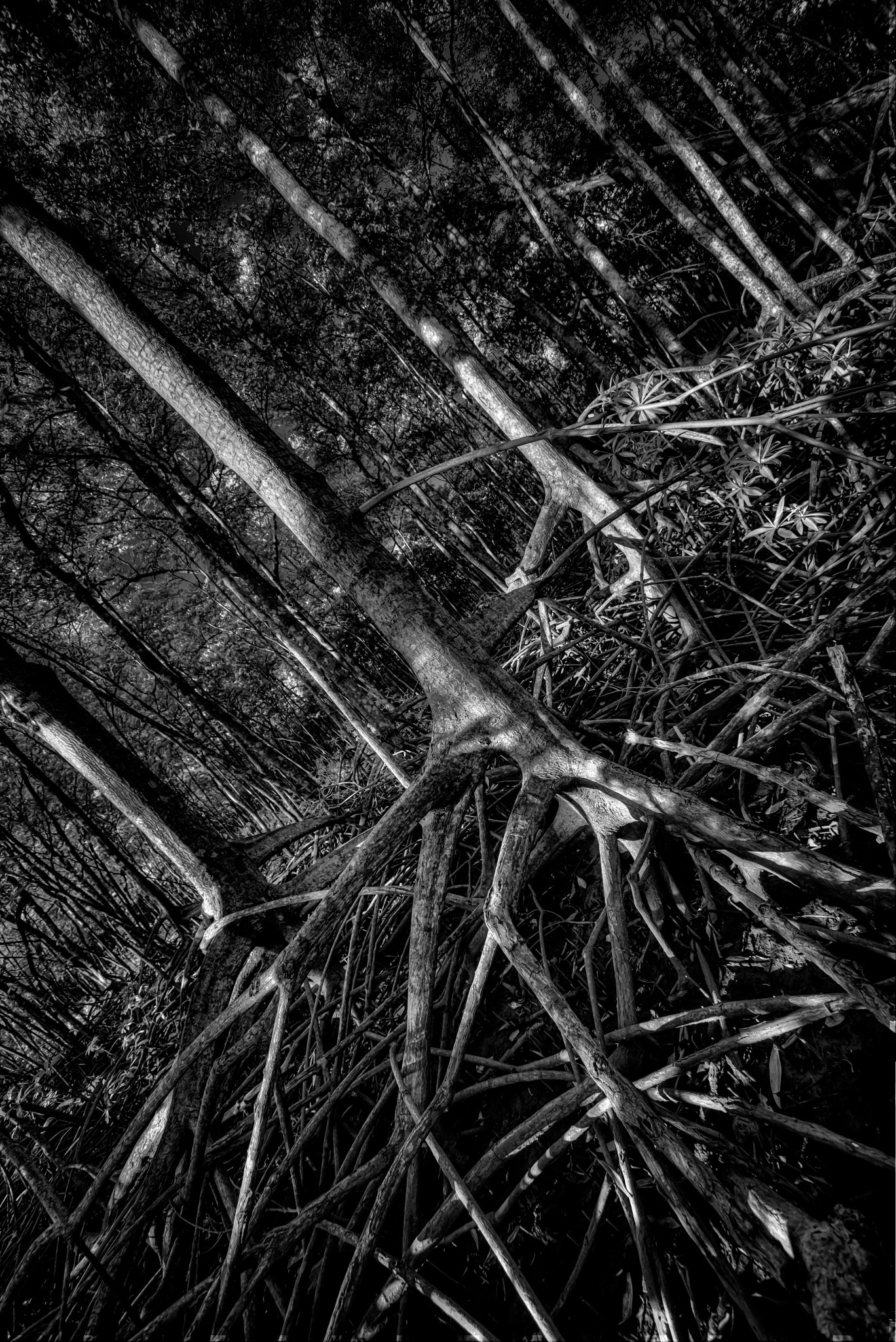 Sigma 12-24mm F4.5-5.6 II DG HSM sample photo. Manglar photography