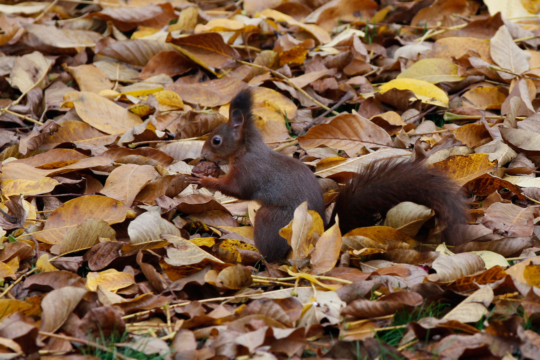 Canon EF 70-200mm F2.8L IS II USM sample photo. Squirrel in the garden photography