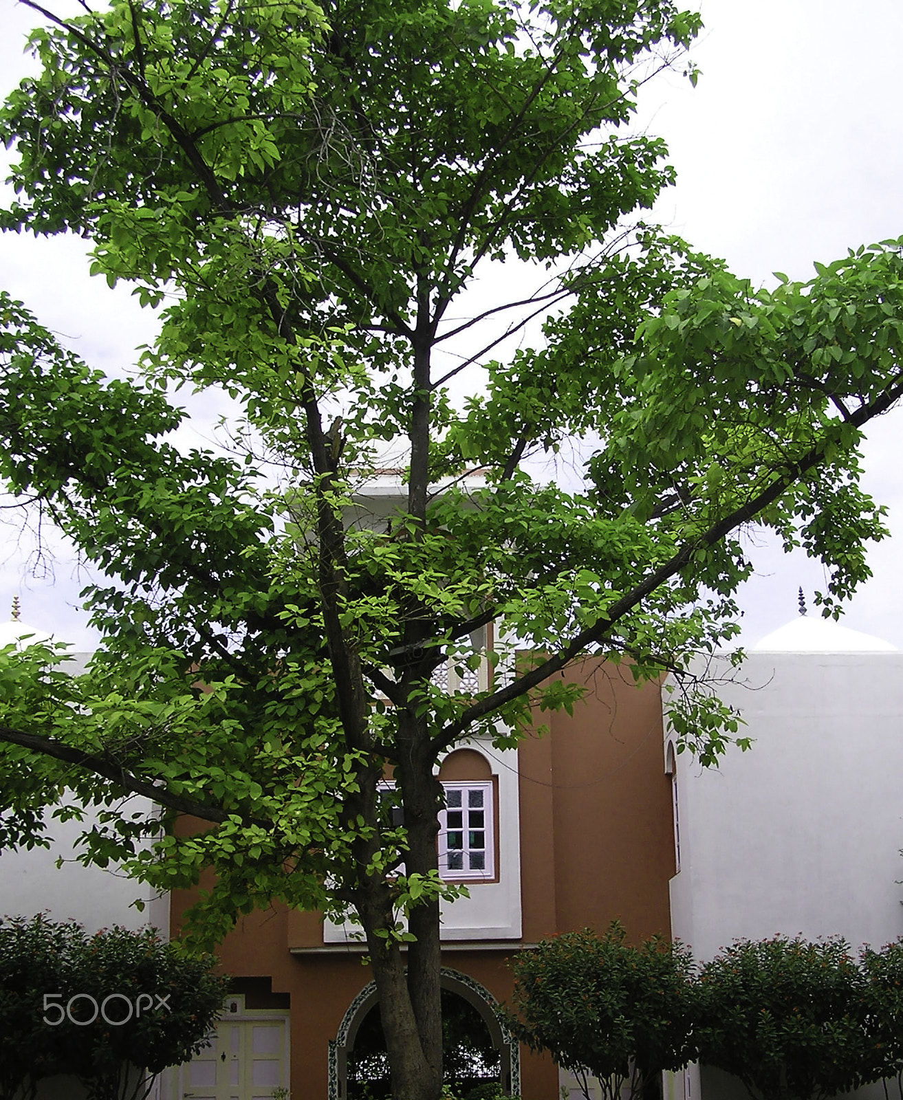 Olympus C750UZ sample photo. Large lush green tree in front of a building photography