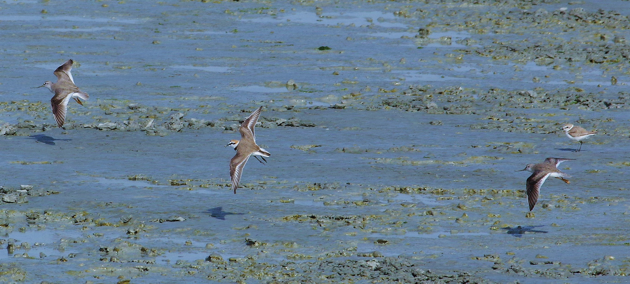 smc PENTAX-F* 300mm F4.5 ED[IF] sample photo. Sea birds #kuwait#doha photography