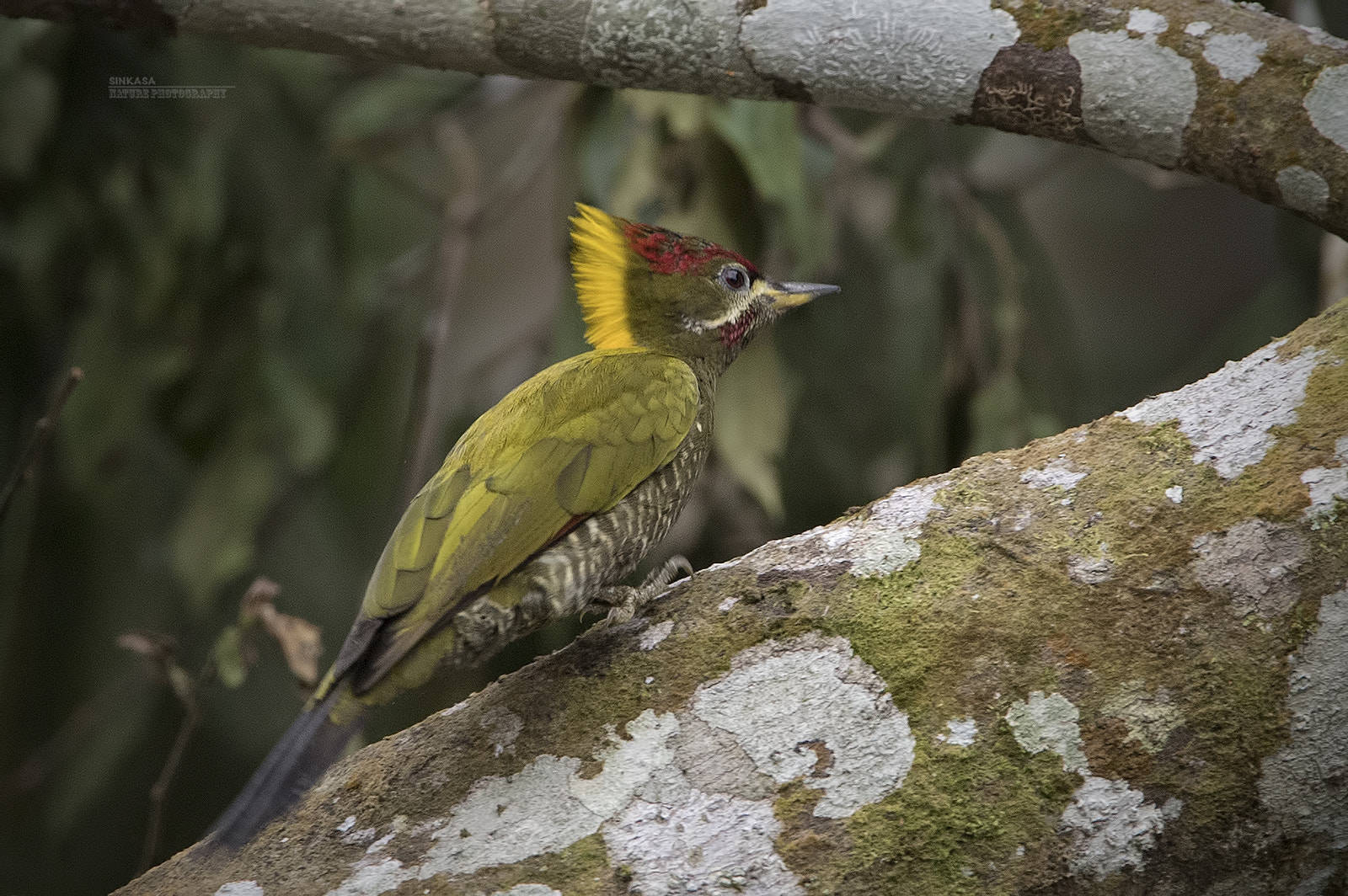 Nikon AF-S Nikkor 400mm F2.8G ED VR II sample photo. Yellow naped woodpecker photography