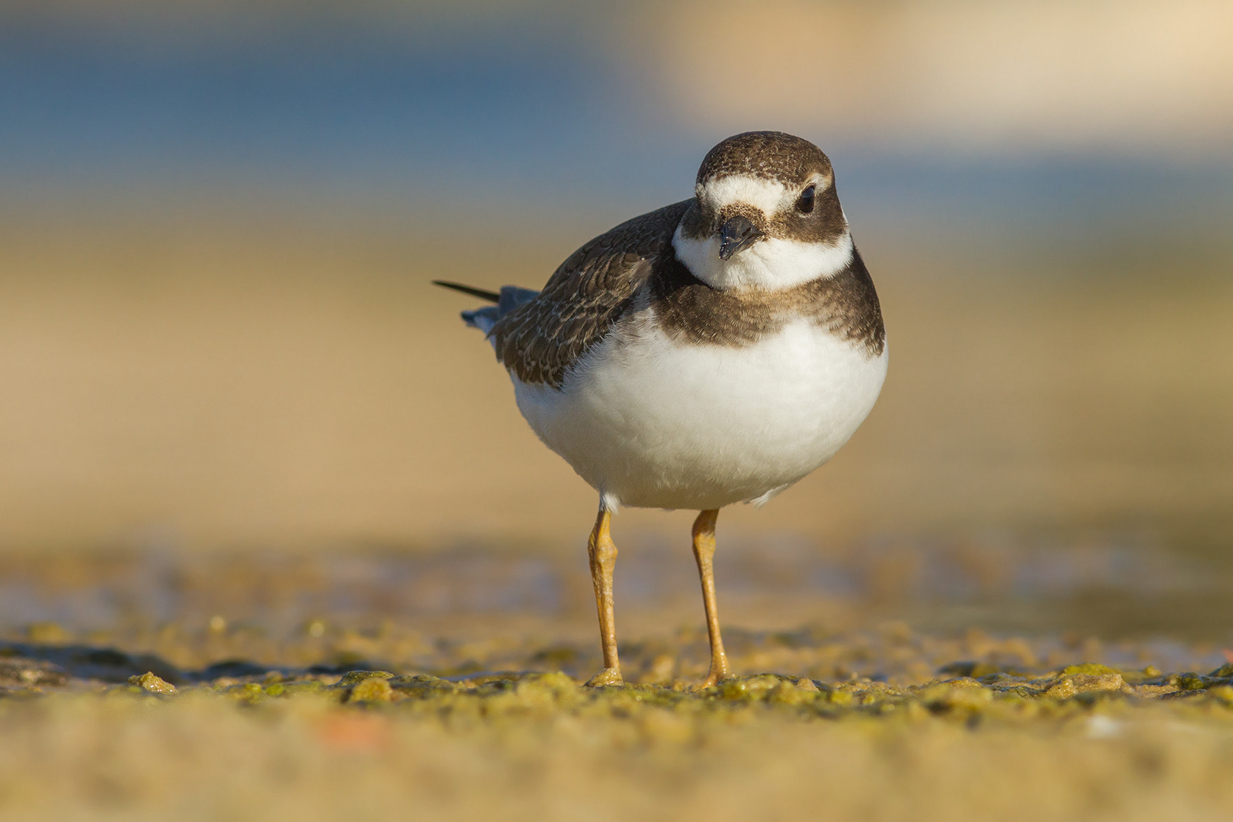 Canon EOS 7D + Canon EF 300mm F4L IS USM sample photo. Common ringed plover photography