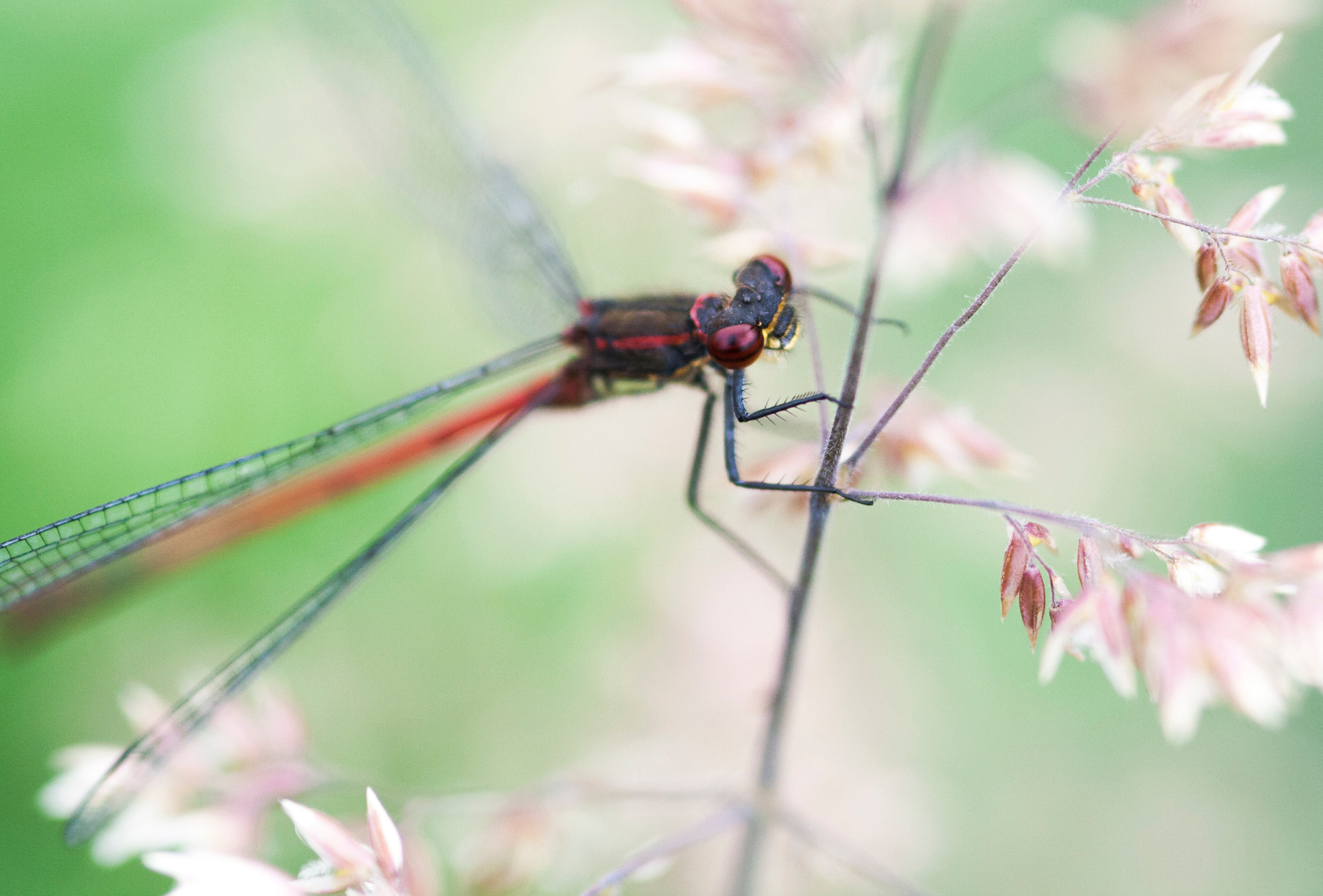 Sigma 105mm F2.8 EX DG Macro sample photo. Rote adonislibelle photography