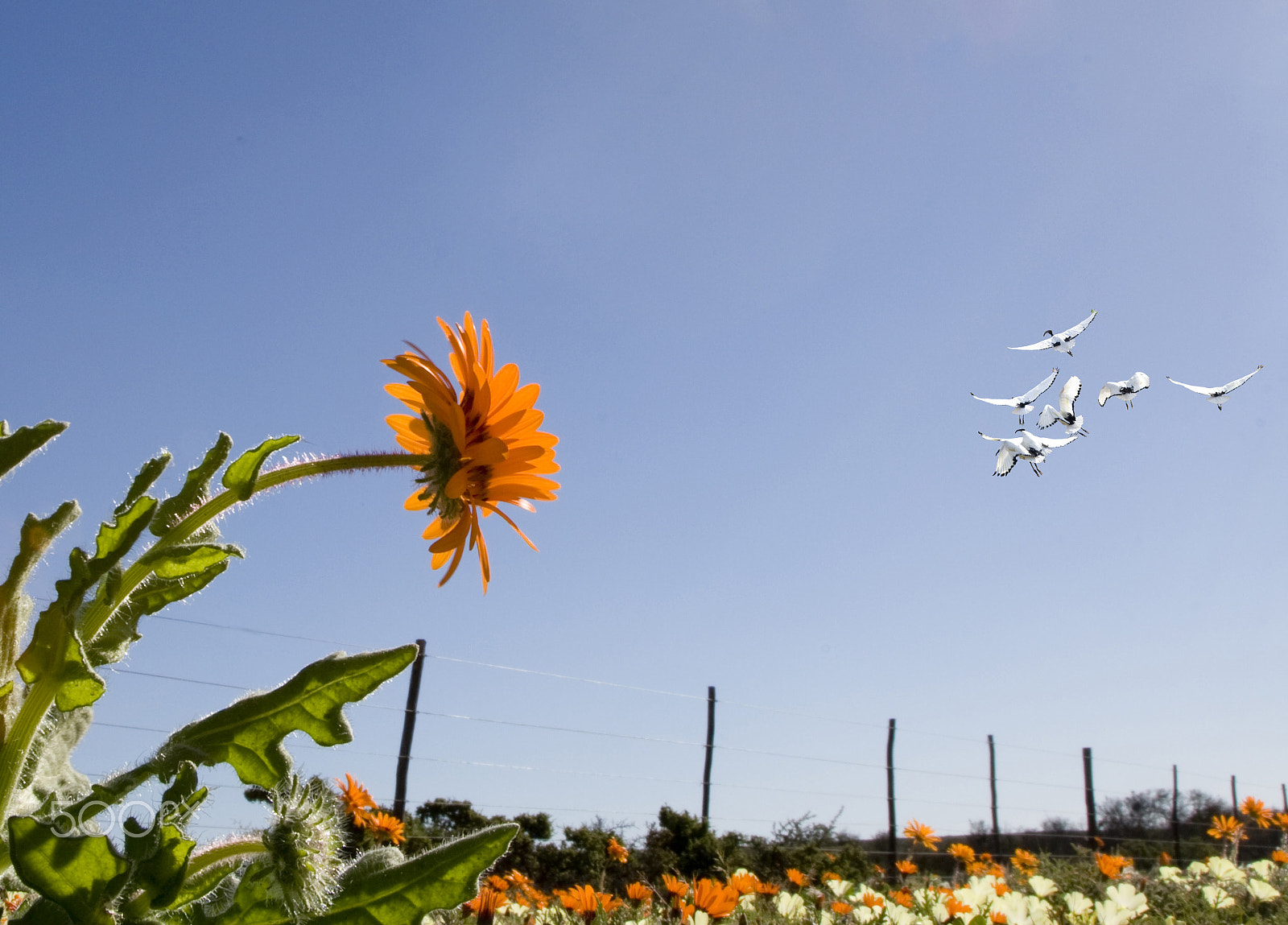 Canon EOS 30D + Canon EF 24-105mm F4L IS USM sample photo. Daisy and ibis photography