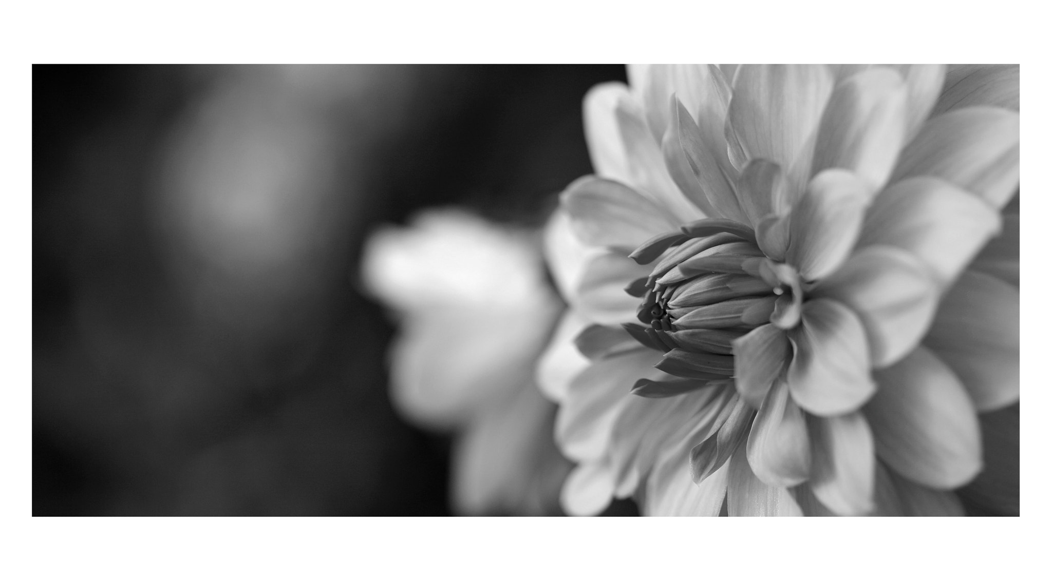 Canon EF 100mm F2.8 Macro USM sample photo. Open heart photography