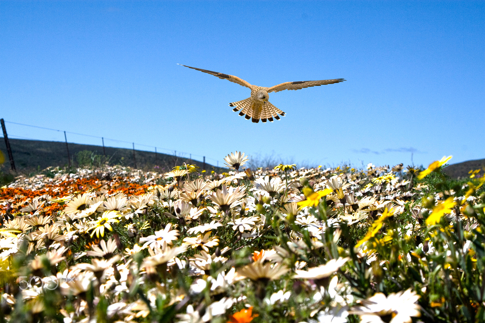 Canon EOS 30D + Canon EF 24-105mm F4L IS USM sample photo. Kestral in the daisies photography