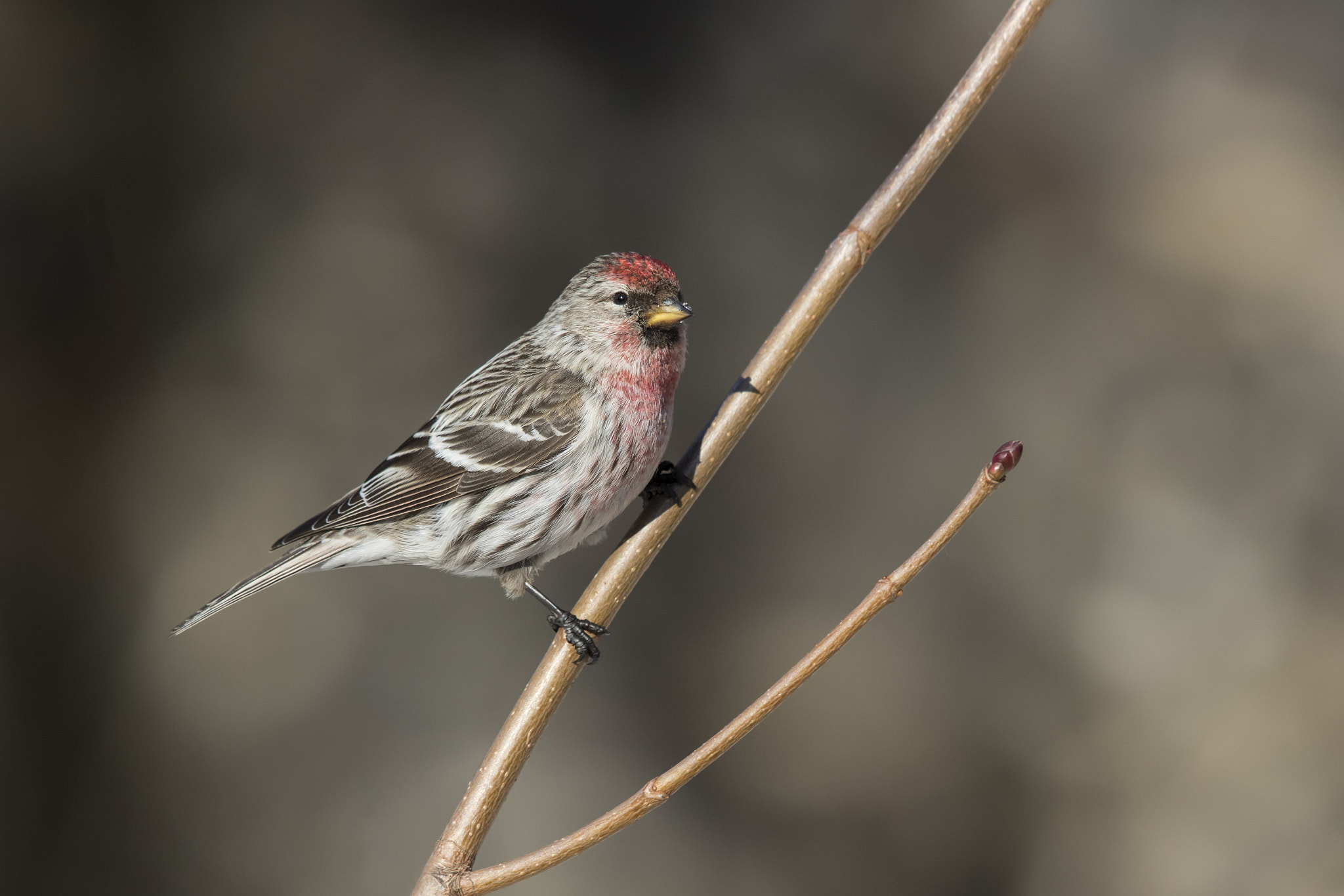 Canon EF 600mm F4L IS II USM sample photo. Common redpoll photography