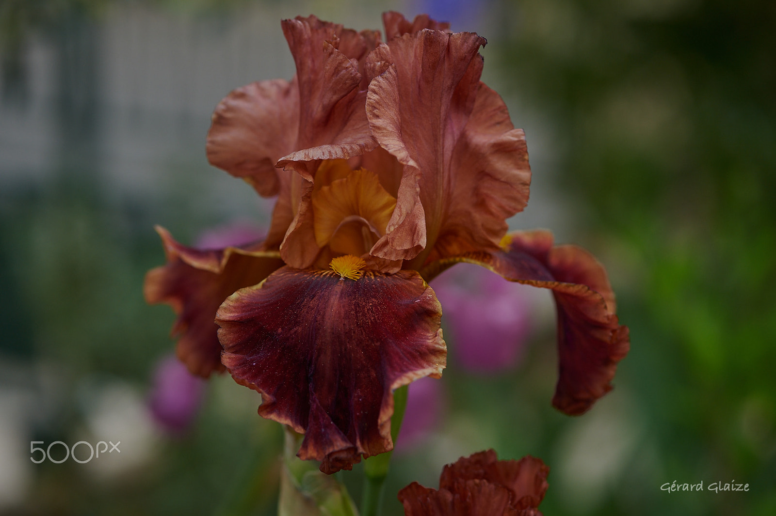 Nikon D4 sample photo. Iris photography