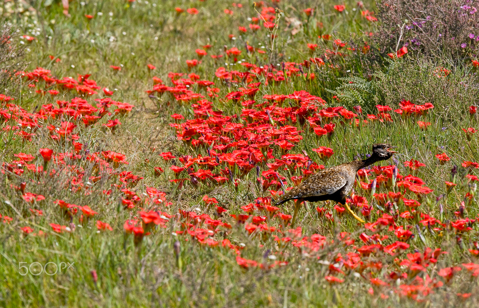 Canon EOS-1D Mark III + Canon EF 300mm F2.8L IS USM sample photo. Black bellied kohraan in the romulea photography