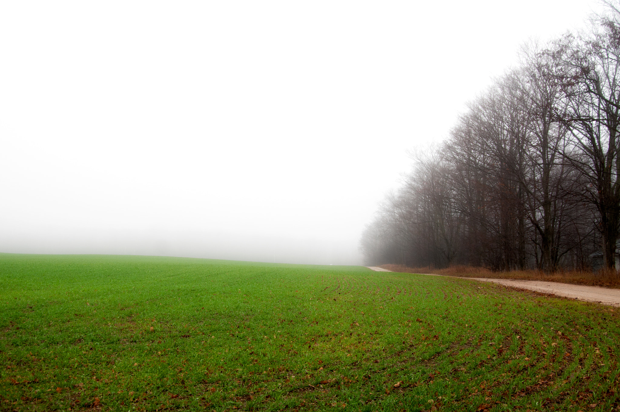 Nikon D300 sample photo. Last of the green photography