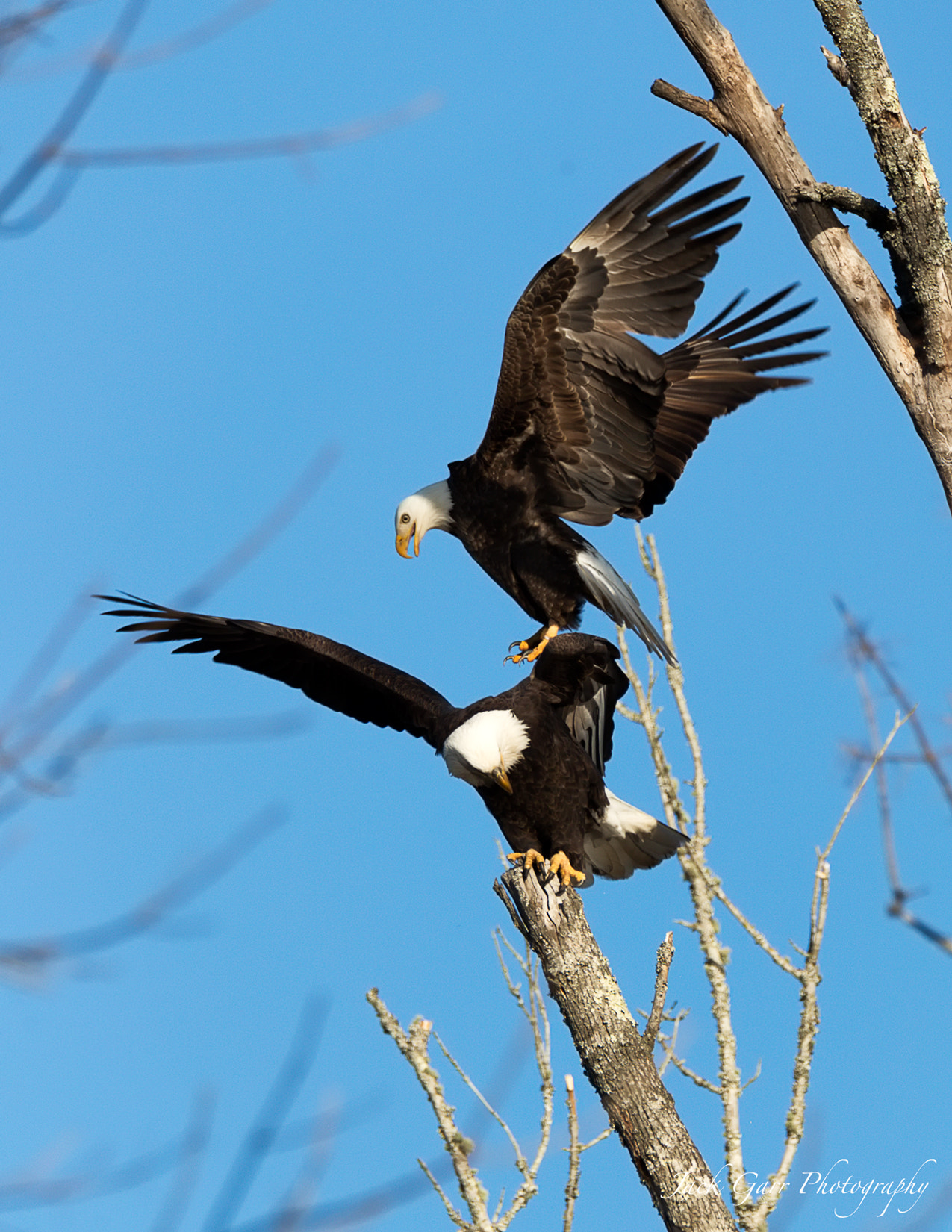 Canon EOS-1D X Mark II sample photo. Male bald eagle approaching female photography