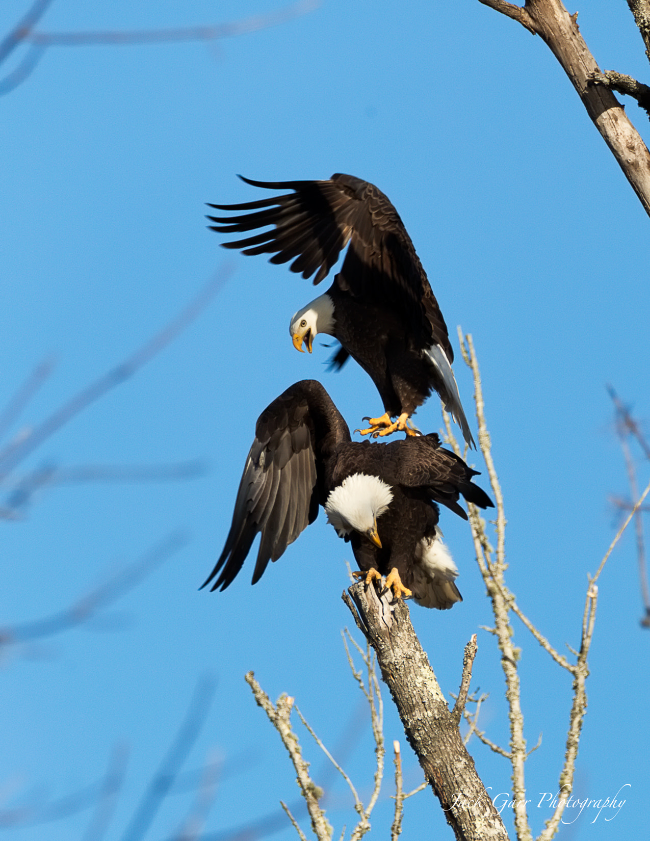 150-600mm F5-6.3 DG OS HSM | Sports 014 sample photo. Male bald eagle landing on female photography