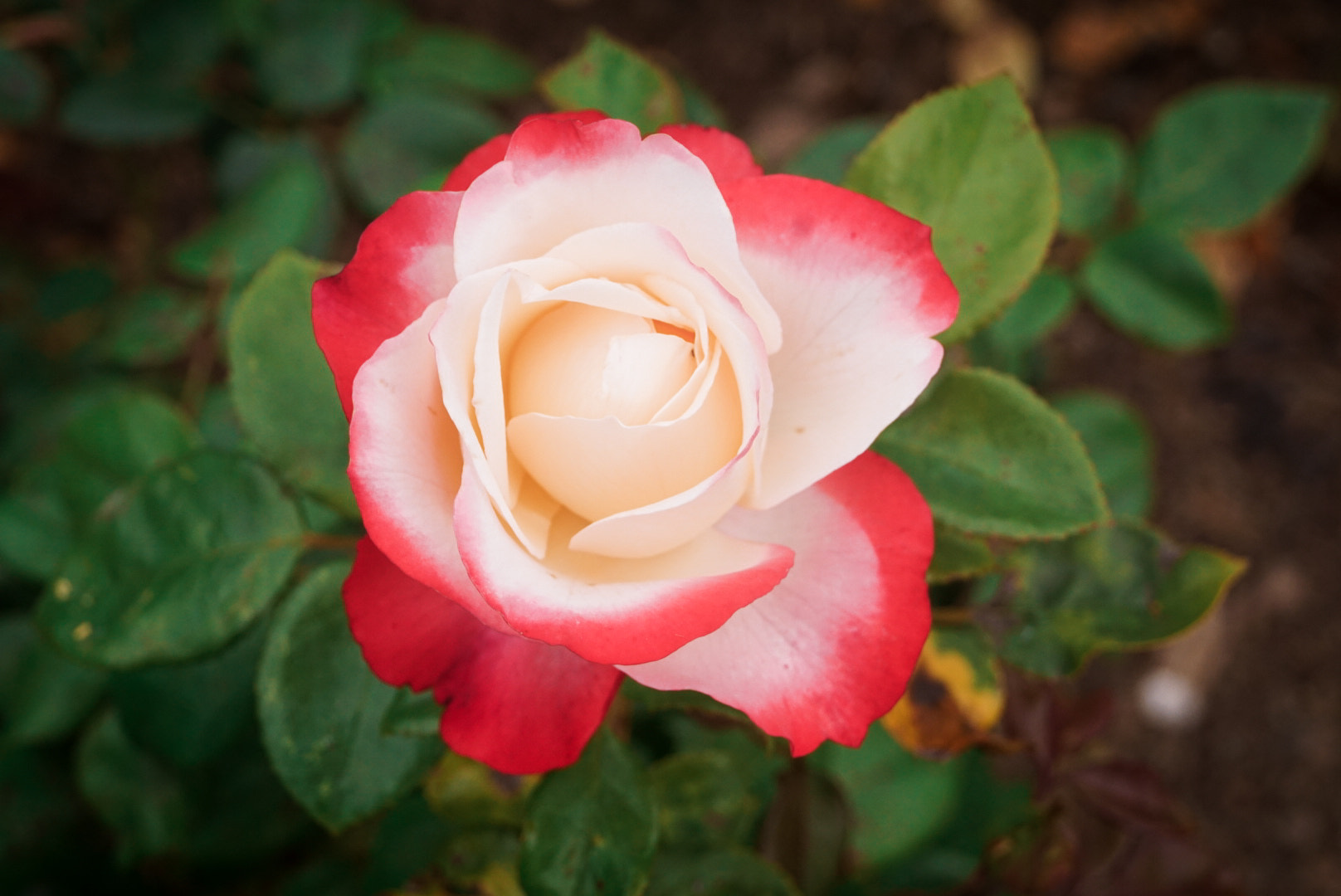 Sony DT 18-55mm F3.5-5.6 SAM II sample photo. Petals photography