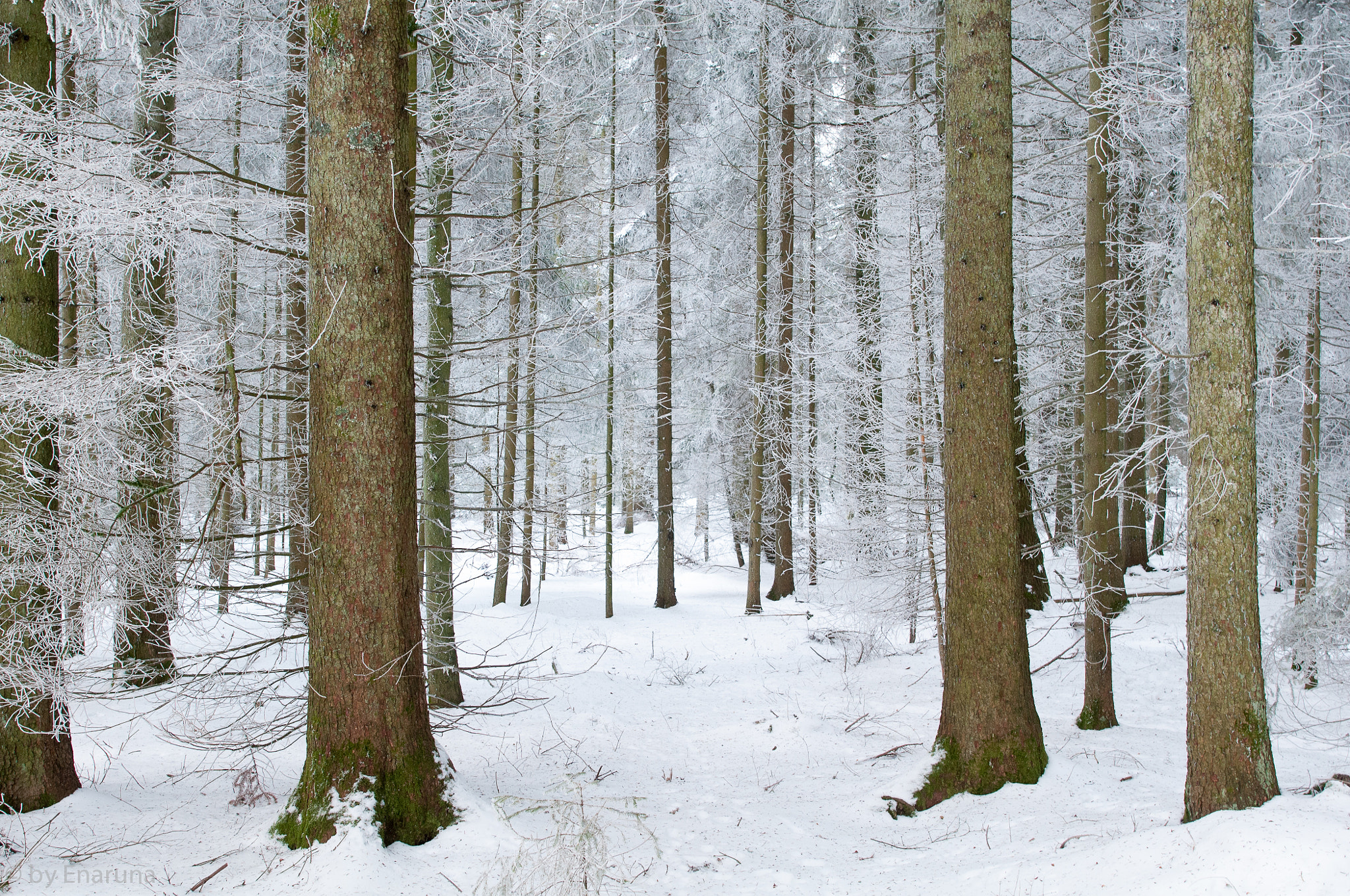 Nikon D300S + Nikon AF-S Nikkor 24mm F1.4G ED sample photo. White forest photography