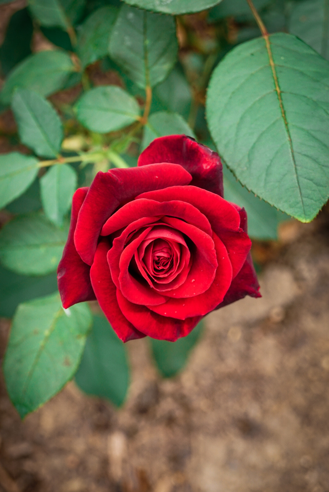 Sony DT 18-55mm F3.5-5.6 SAM II sample photo. Petals photography