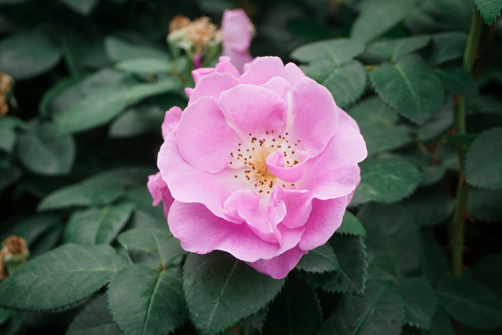 Sony DT 18-55mm F3.5-5.6 SAM II sample photo. Petals photography