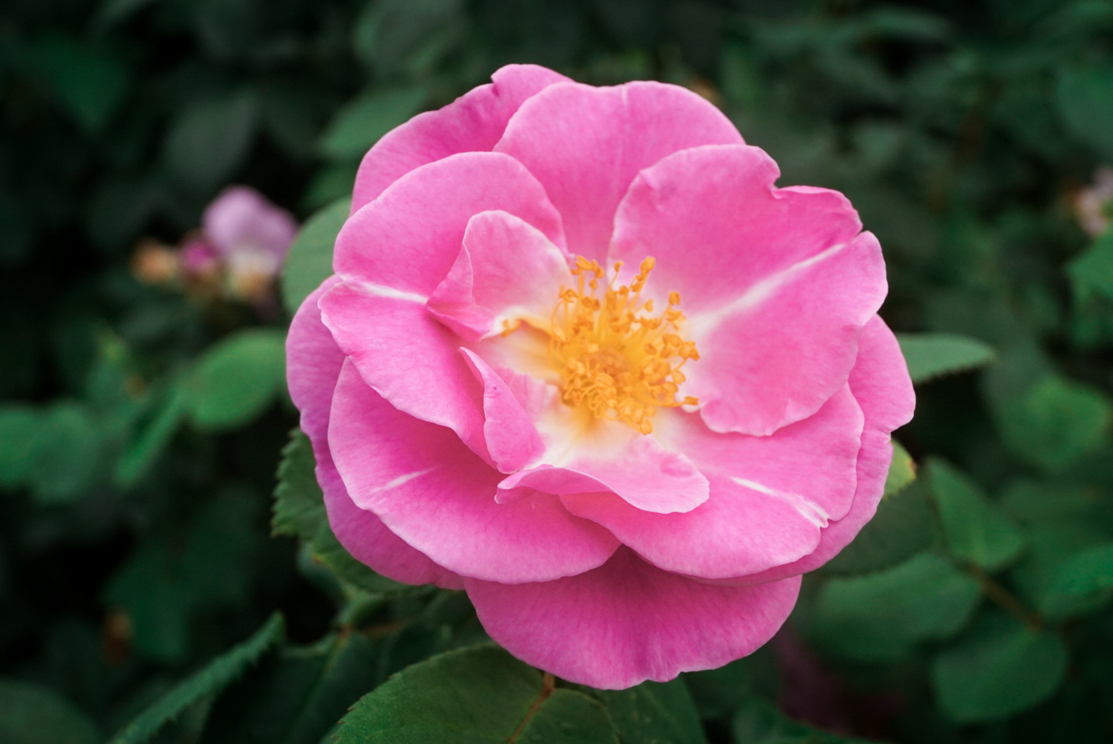 Sony DT 18-55mm F3.5-5.6 SAM II sample photo. Petals photography