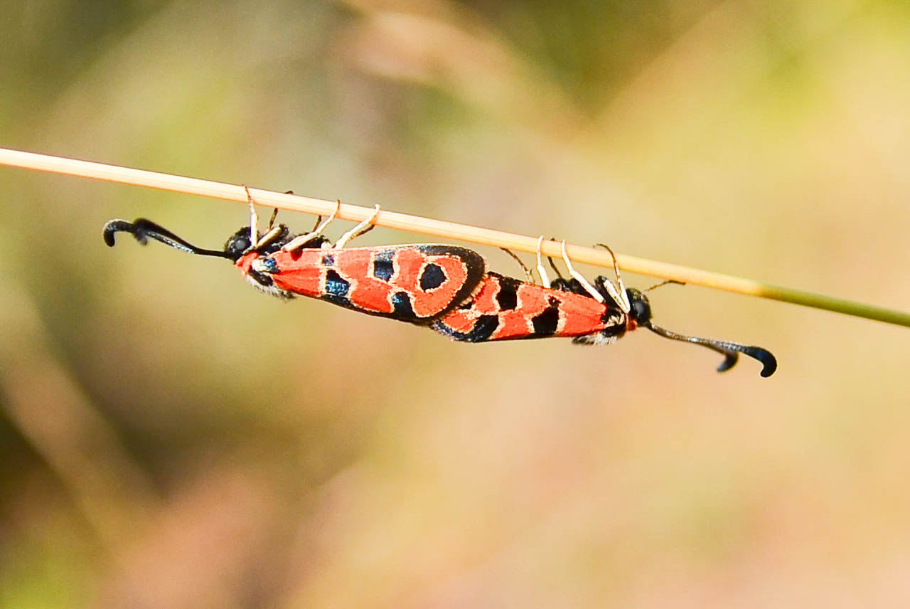 Sigma 17-70mm F2.8-4 DC Macro OS HSM sample photo. Mari quita photography
