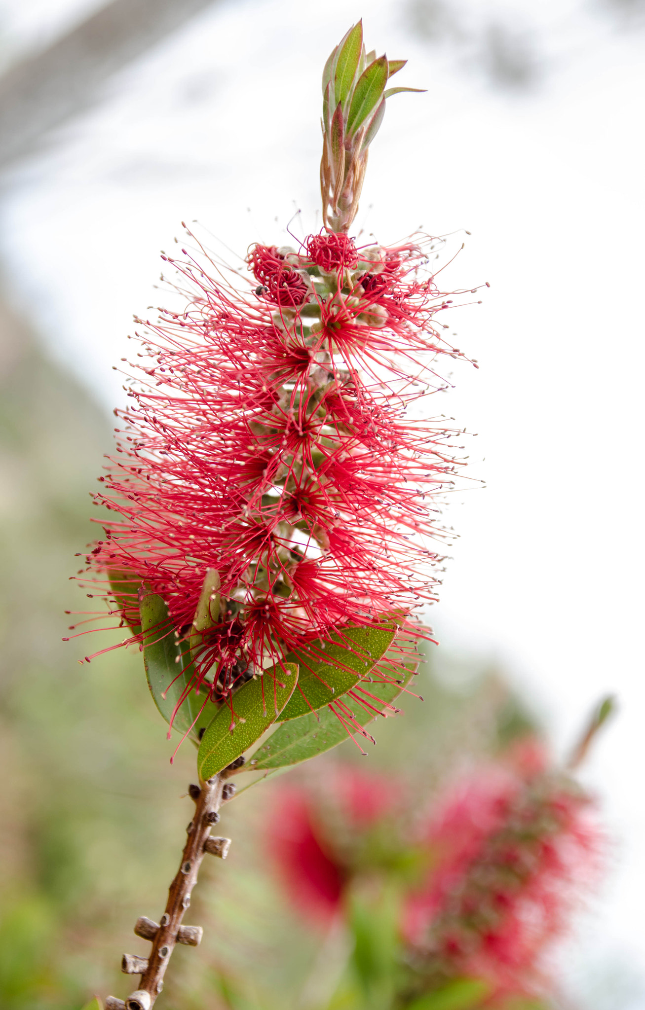 Nikon D5100 + Sigma 17-70mm F2.8-4 DC Macro OS HSM sample photo. Florinda natura photography