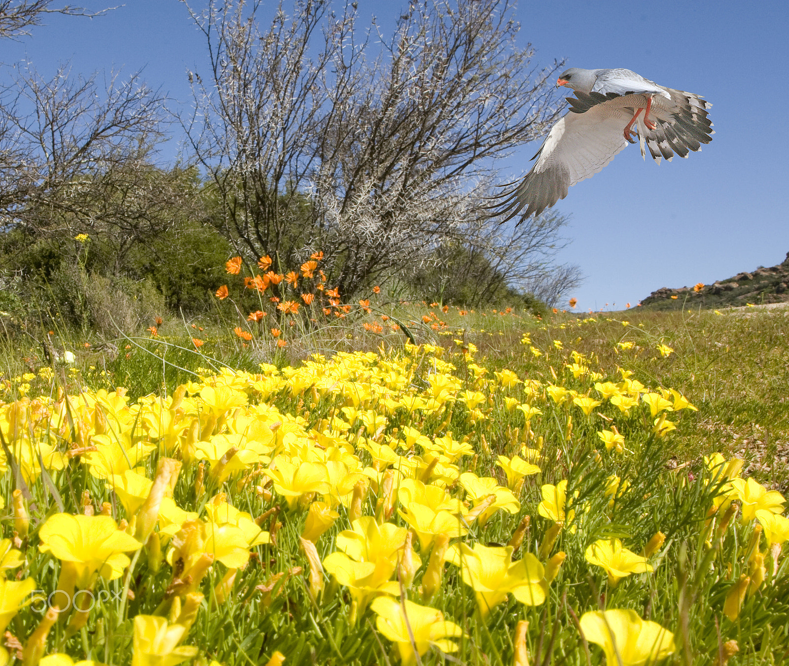 Canon EOS 30D + Canon EF 24-105mm F4L IS USM sample photo. Pale chanting goshawk photography