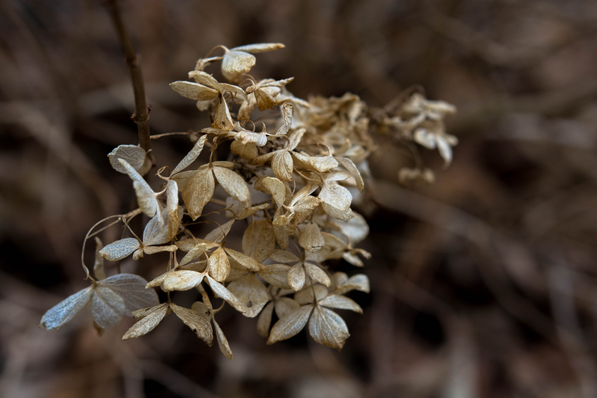Nikon AF-S Micro-Nikkor 60mm F2.8G ED sample photo. Winter hydrangea photography