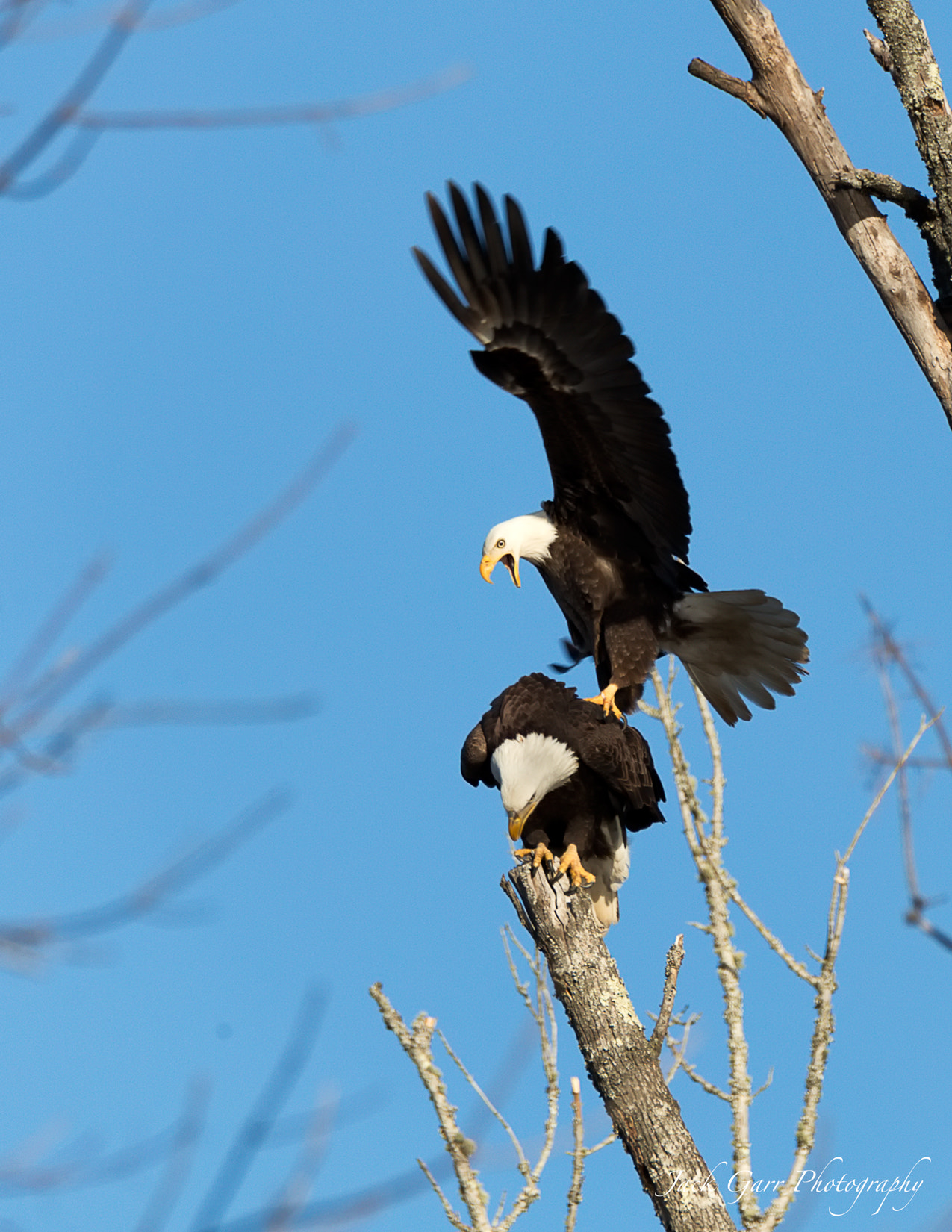 Canon EOS-1D X Mark II sample photo. Male bald eagle positioning for mating photography