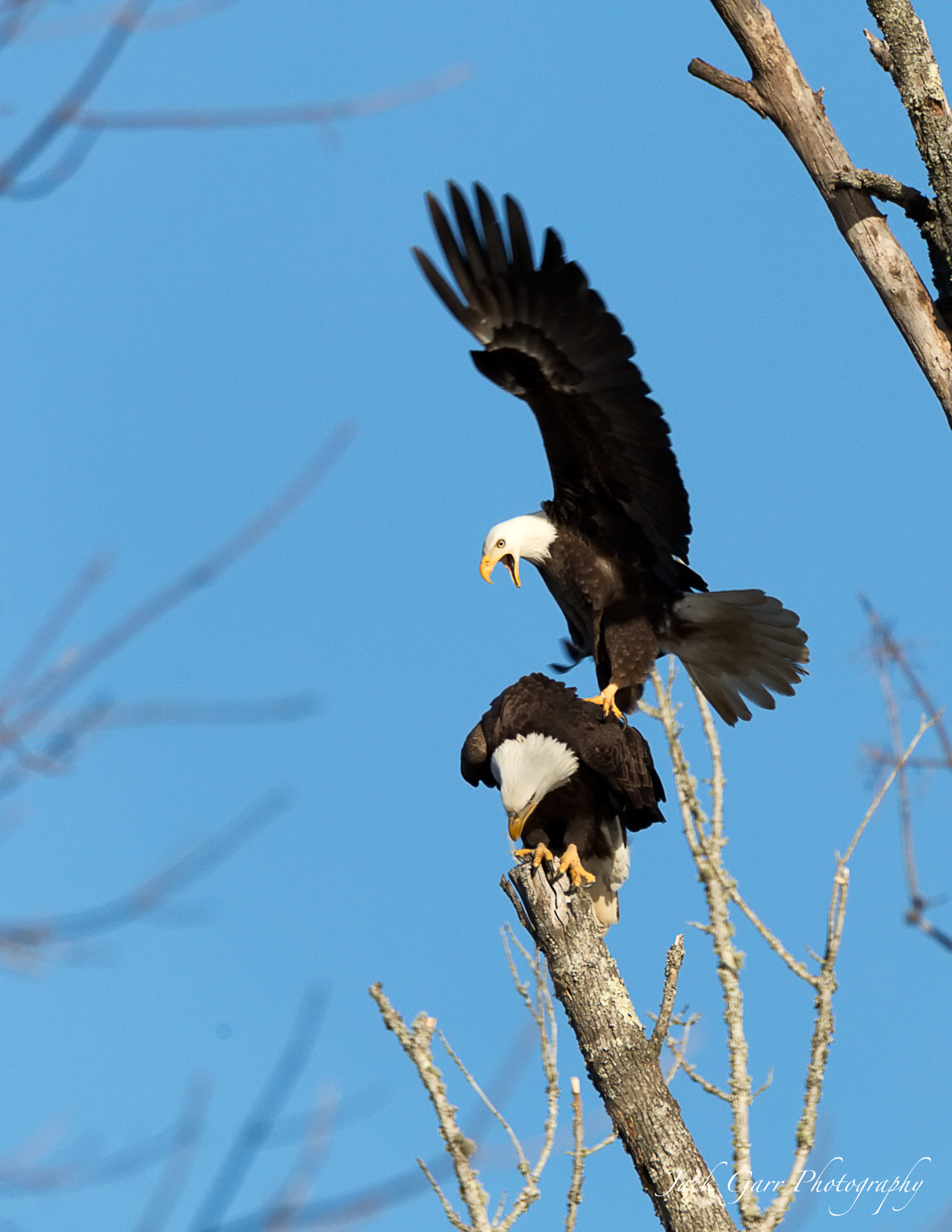 150-600mm F5-6.3 DG OS HSM | Sports 014 sample photo. Male bald eagle positioning for mating photography