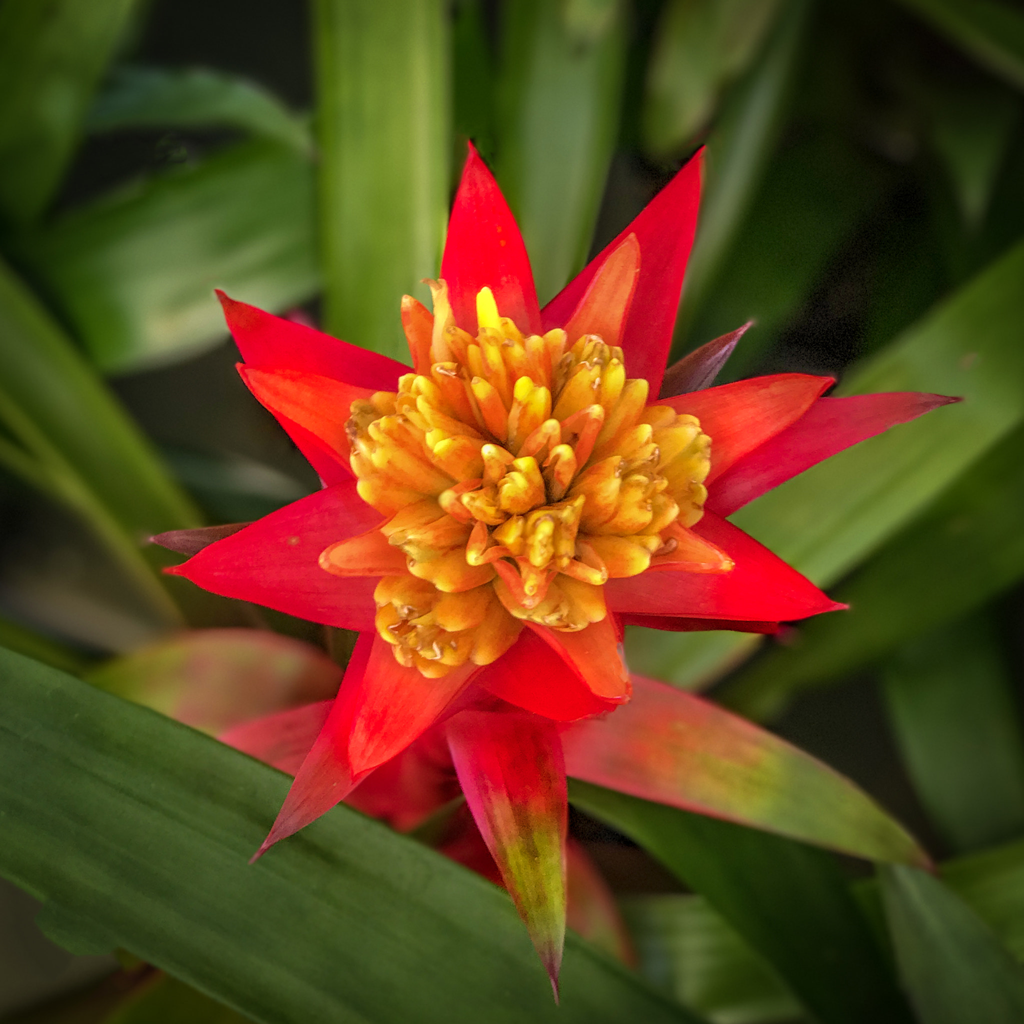 Apple iPhone 7 Plus sample photo. Red and yellow beauty photography