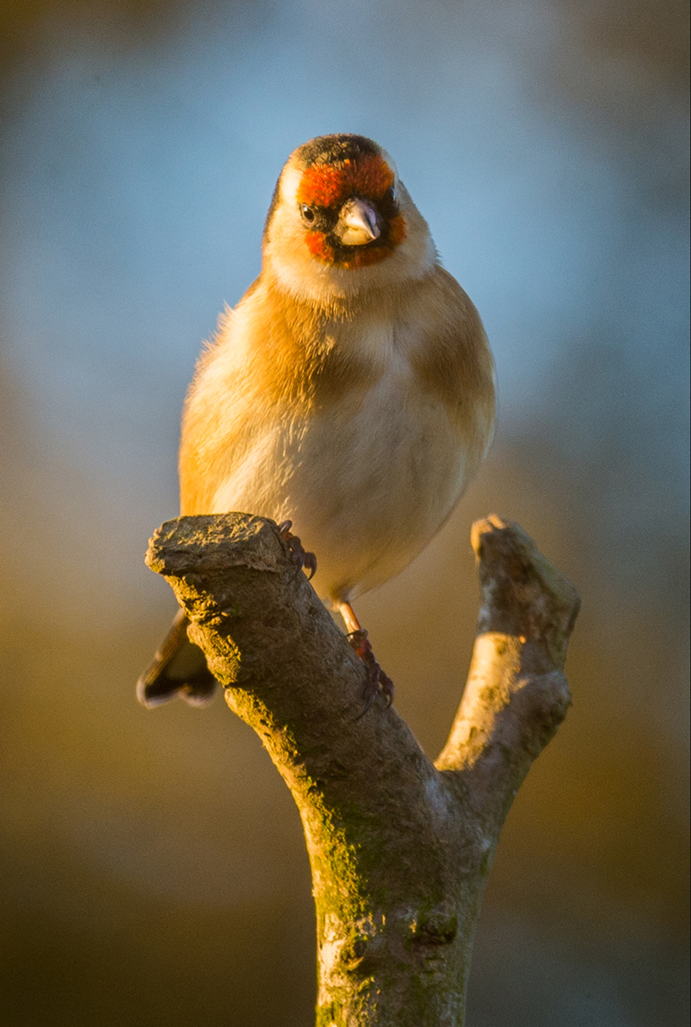 Nikon AF-S Nikkor 600mm F4E FL ED VR sample photo. Goldfinch.(last of the sun) photography