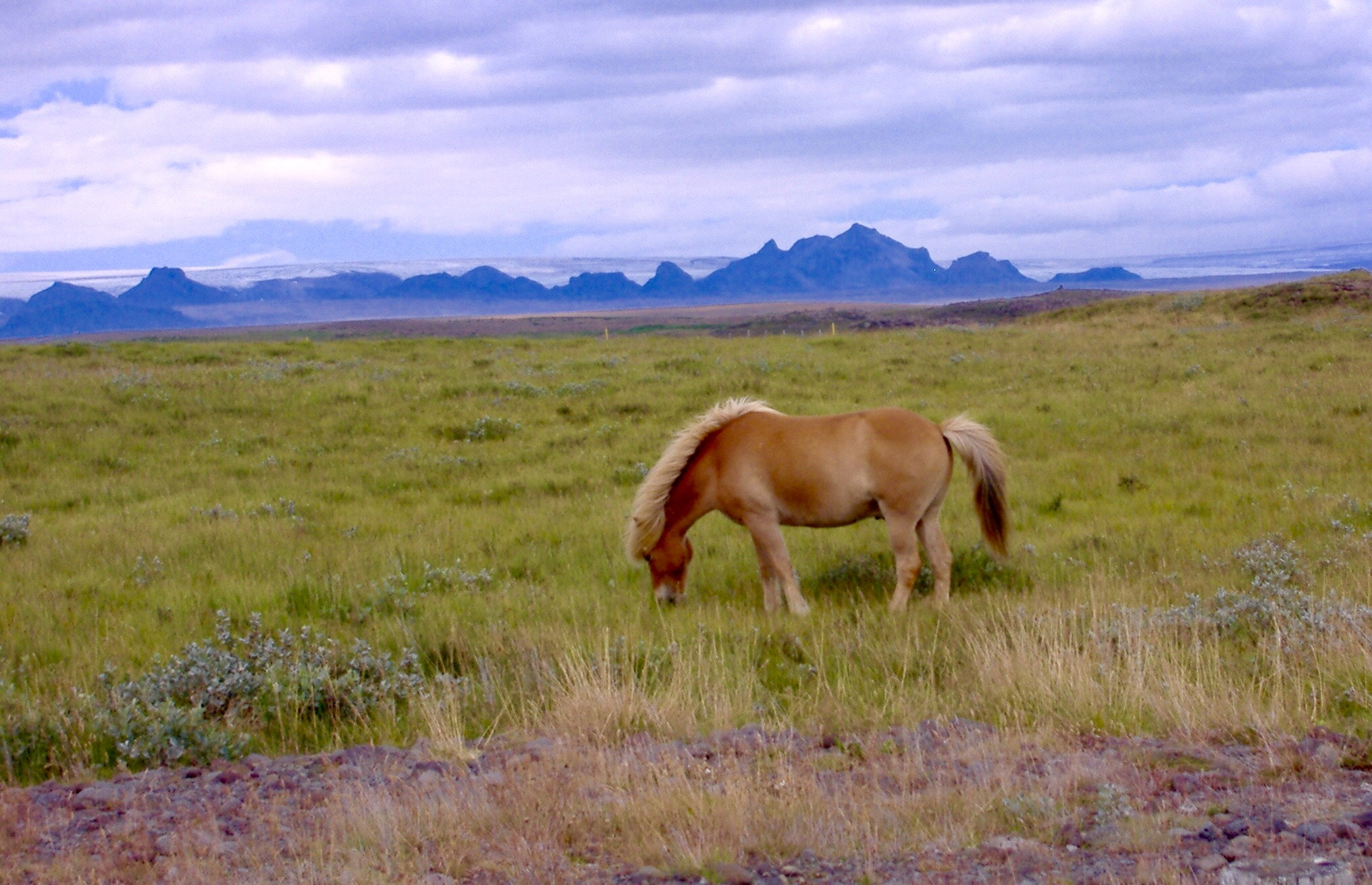 Fujifilm FinePix A345 sample photo. A lonely horse photography