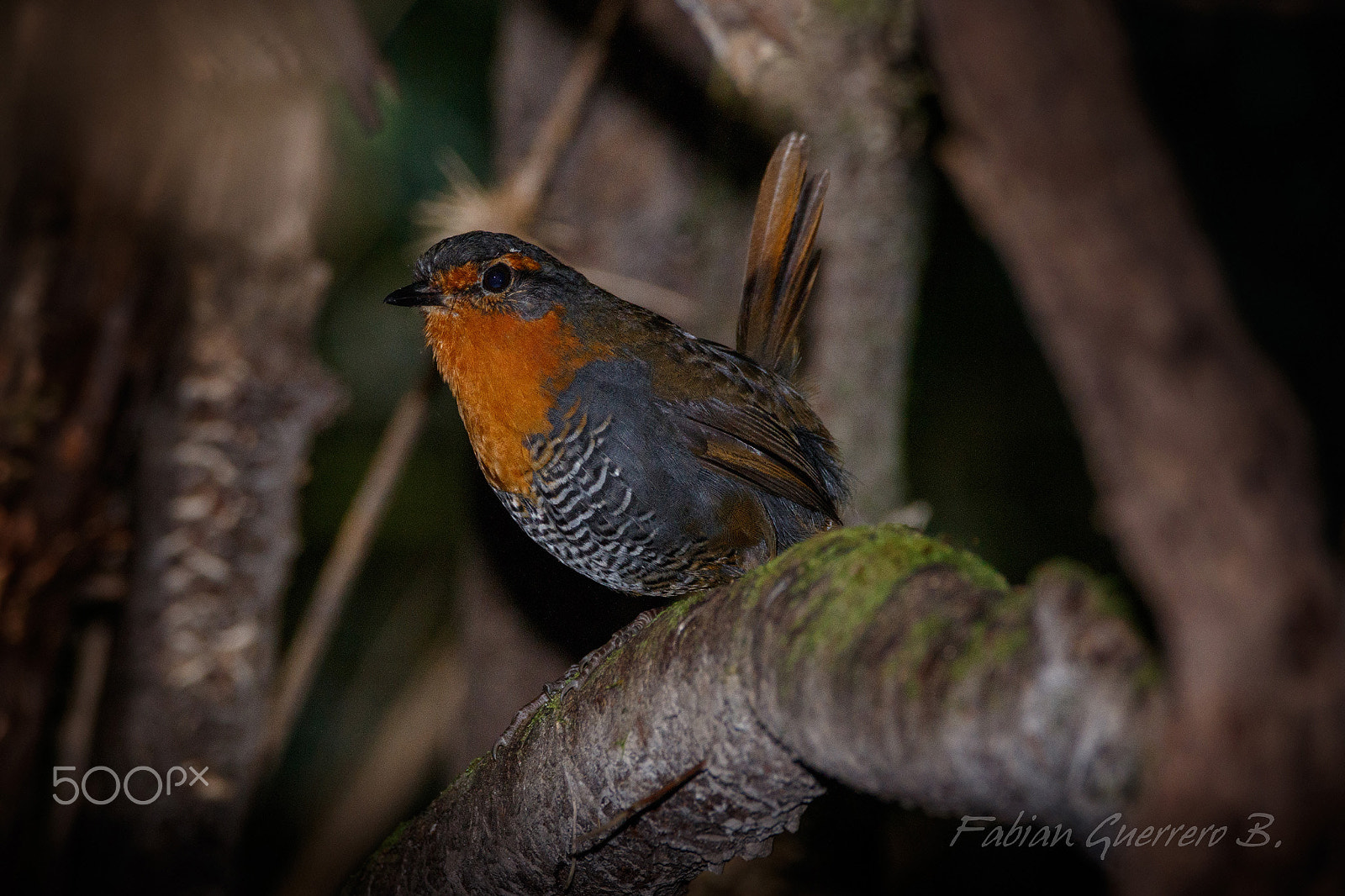 Sigma 150-600mm F5-6.3 DG OS HSM | C sample photo. Hi! photography