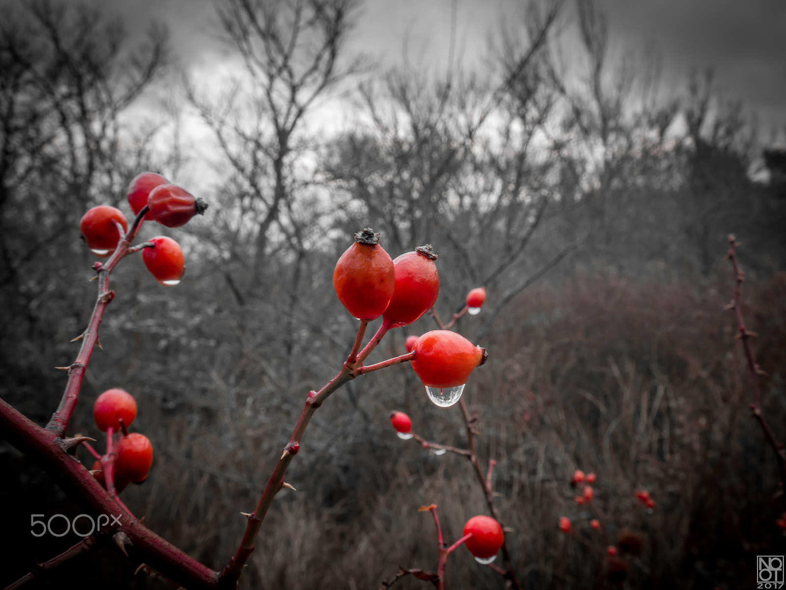 Panasonic Lumix DMC-GX7 sample photo. Hawthorn berries photography