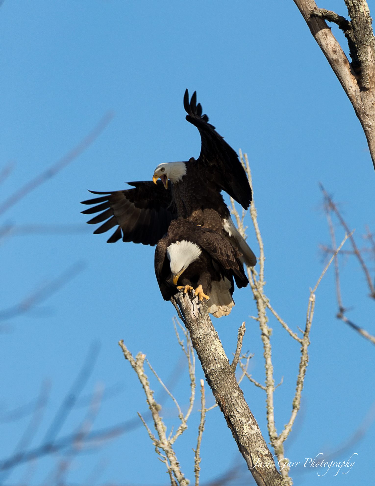 150-600mm F5-6.3 DG OS HSM | Sports 014 sample photo. Bald eagles in position for mating photography