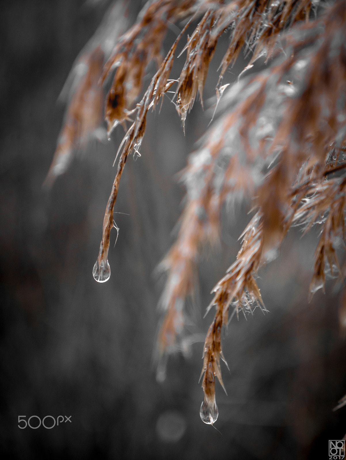 Panasonic Lumix DMC-GX7 sample photo. Drenched plants photography