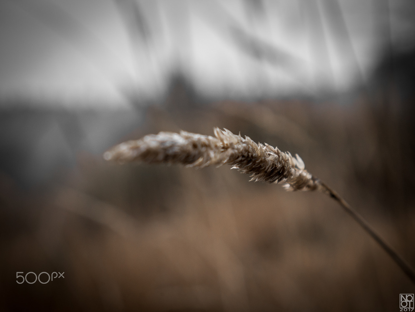 Panasonic Lumix DMC-GX7 sample photo. Drenched weed photography