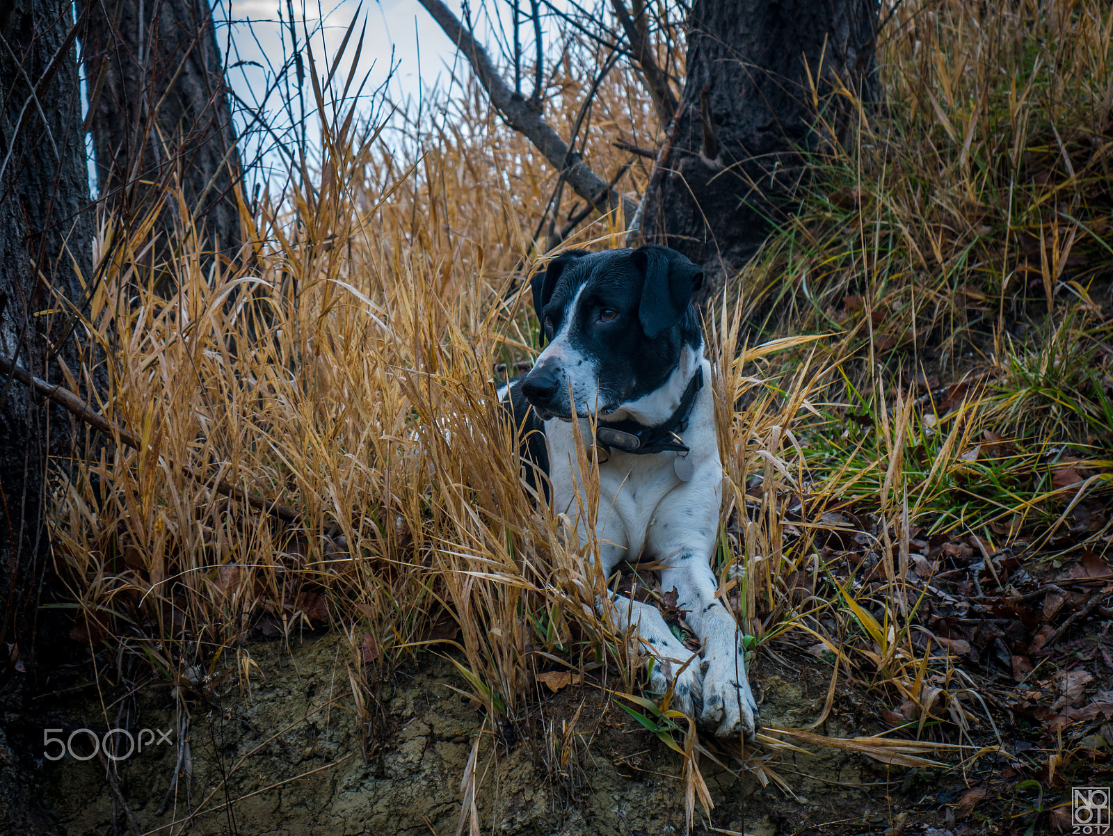 Panasonic Lumix DMC-GX7 sample photo. Chillin' snoopy photography
