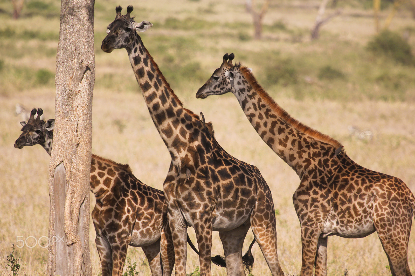 Canon EF 100-400mm F4.5-5.6L IS USM sample photo. Giraffe photography