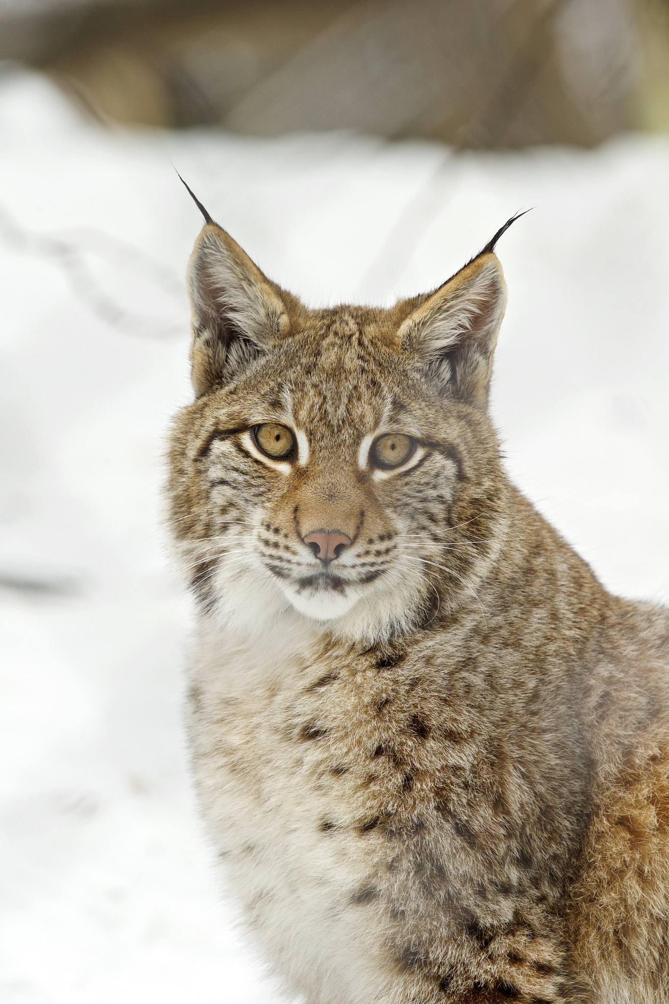 Canon EF 300mm F2.8L IS II USM sample photo. Lynx photography