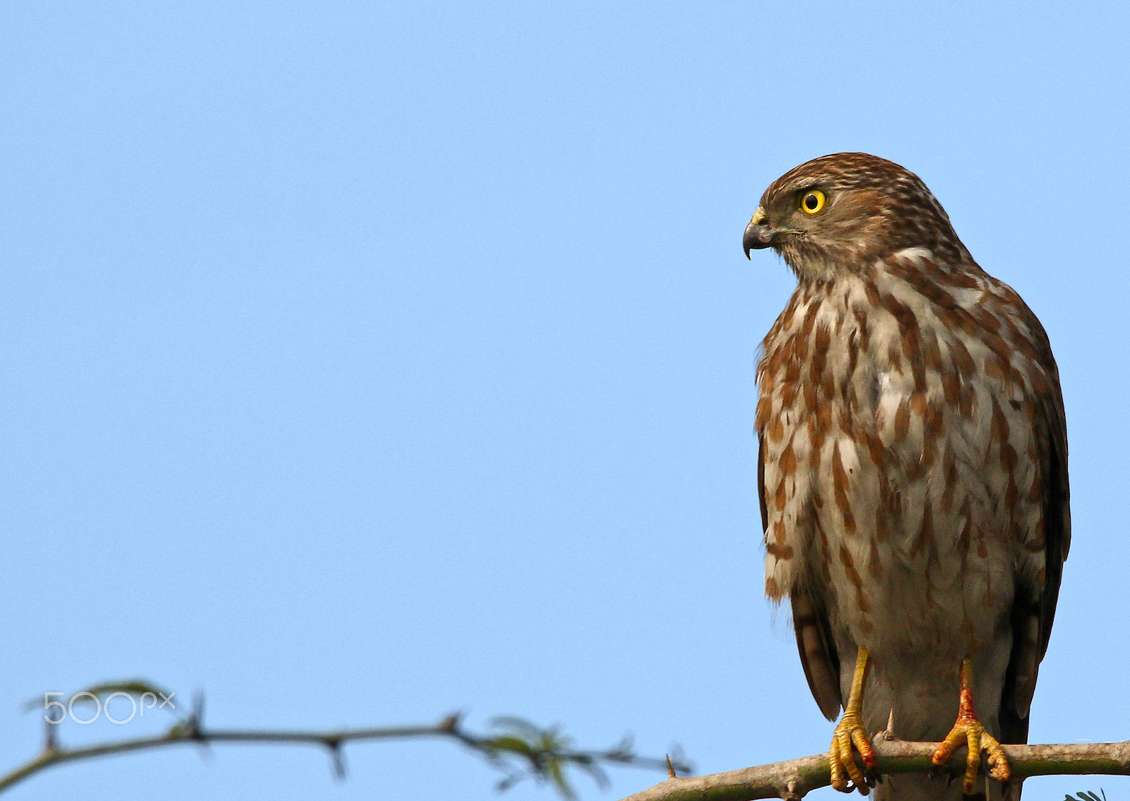 Sigma 150-600mm F5-6.3 DG OS HSM | C sample photo. Eurasian hobby photography