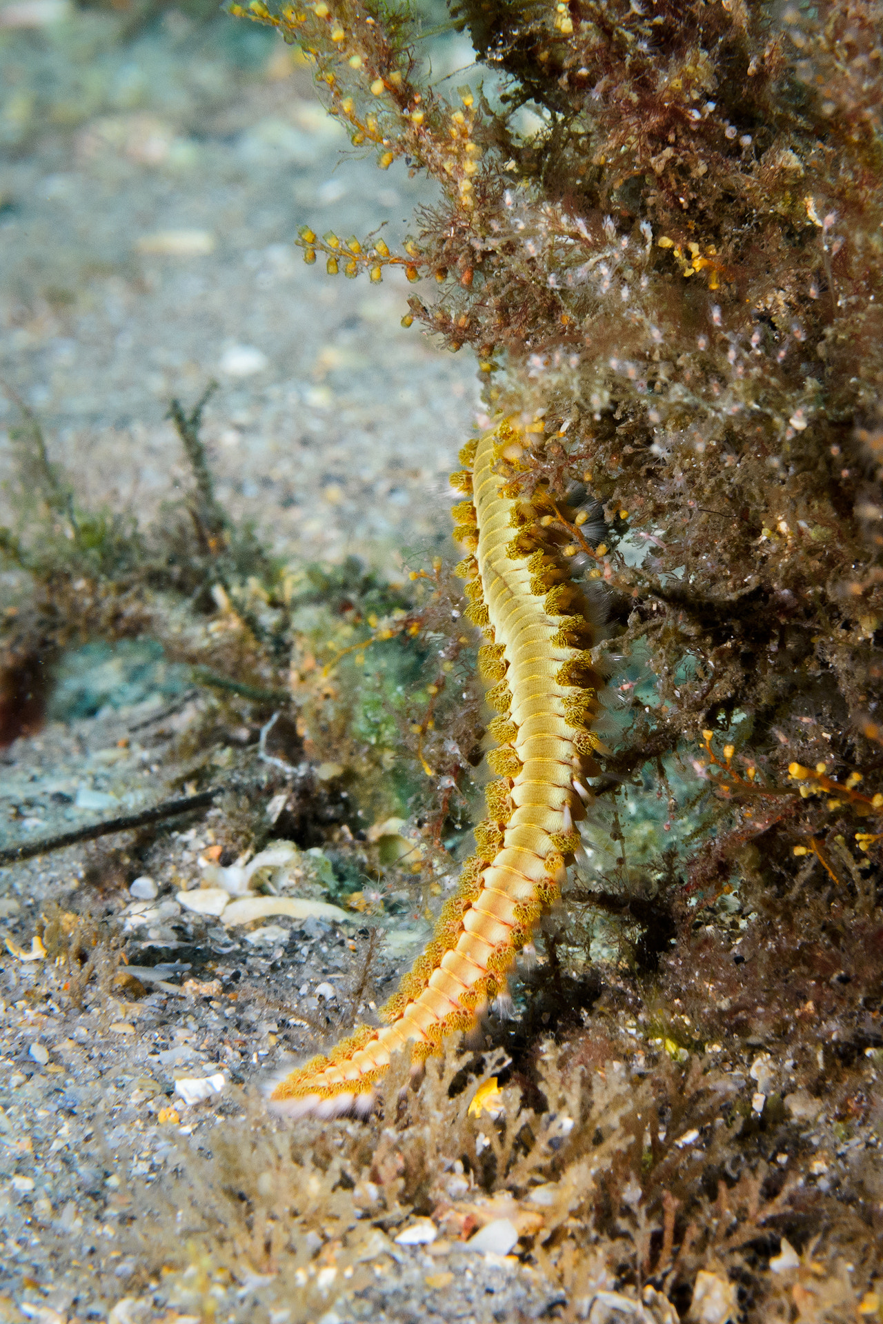 Nikon AF-S Micro-Nikkor 60mm F2.8G ED sample photo. Bearded fireworm photography
