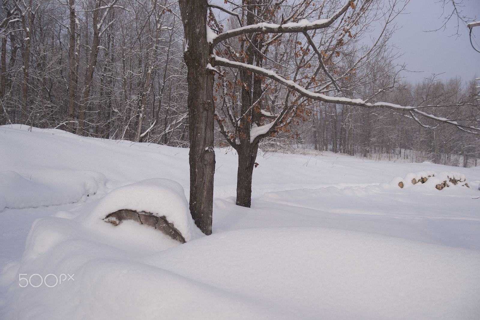 Sony Alpha DSLR-A900 sample photo. Snow photography