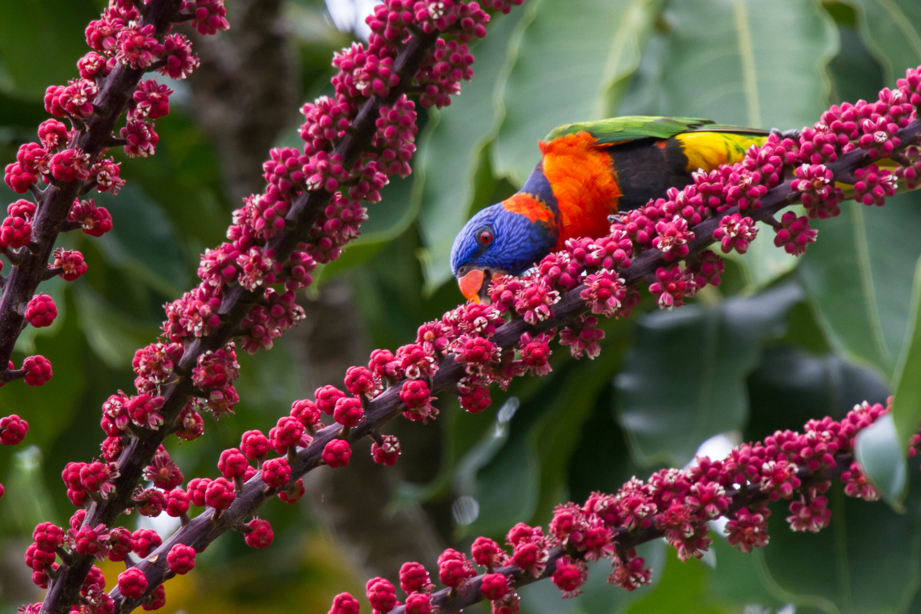 Canon EF 70-200mm F4L IS USM sample photo. Rainbow lorikeet (trichoglossus haematodus) photography