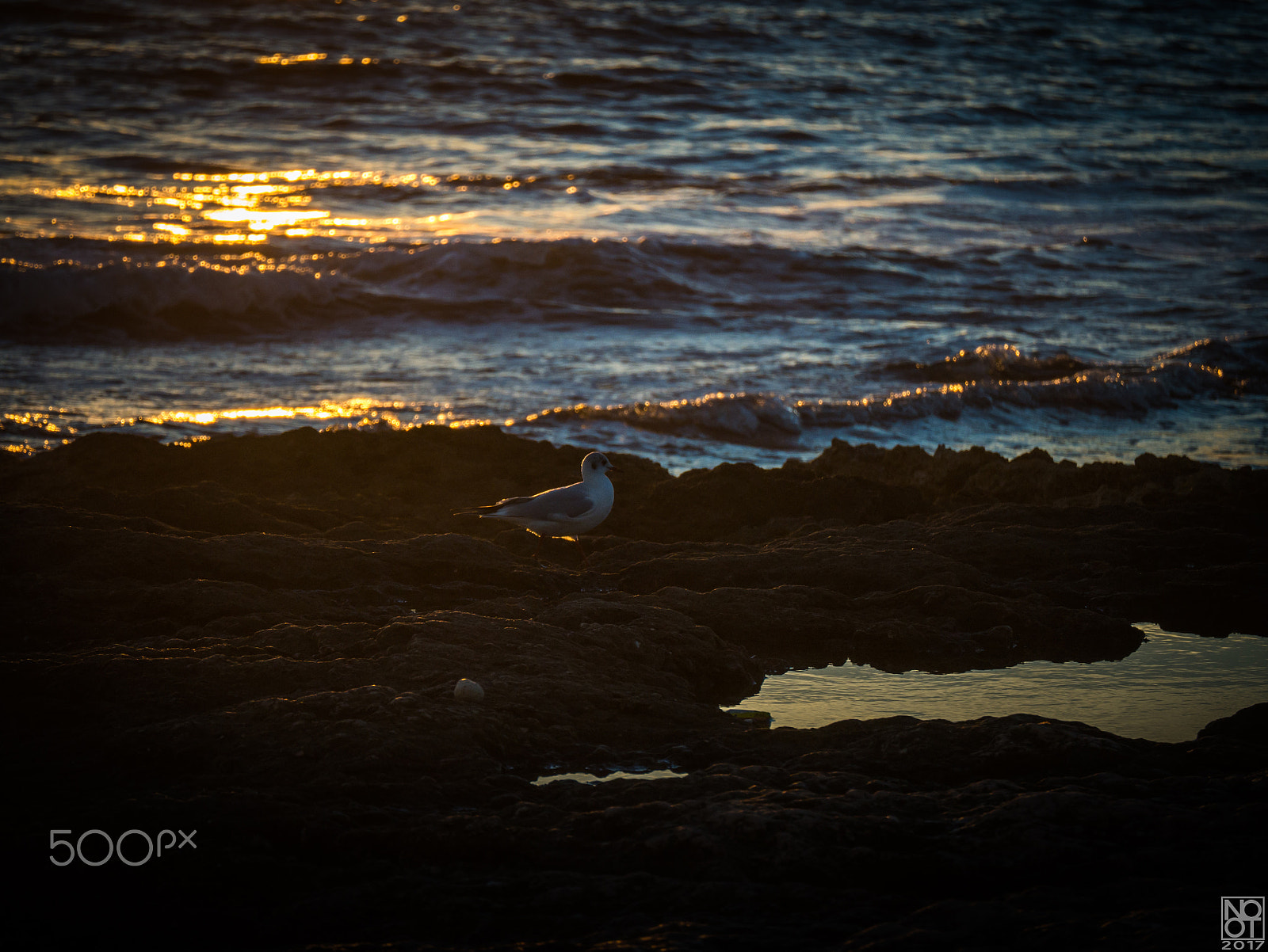 Panasonic Lumix DMC-GX7 sample photo. The seagull at the end of the day photography