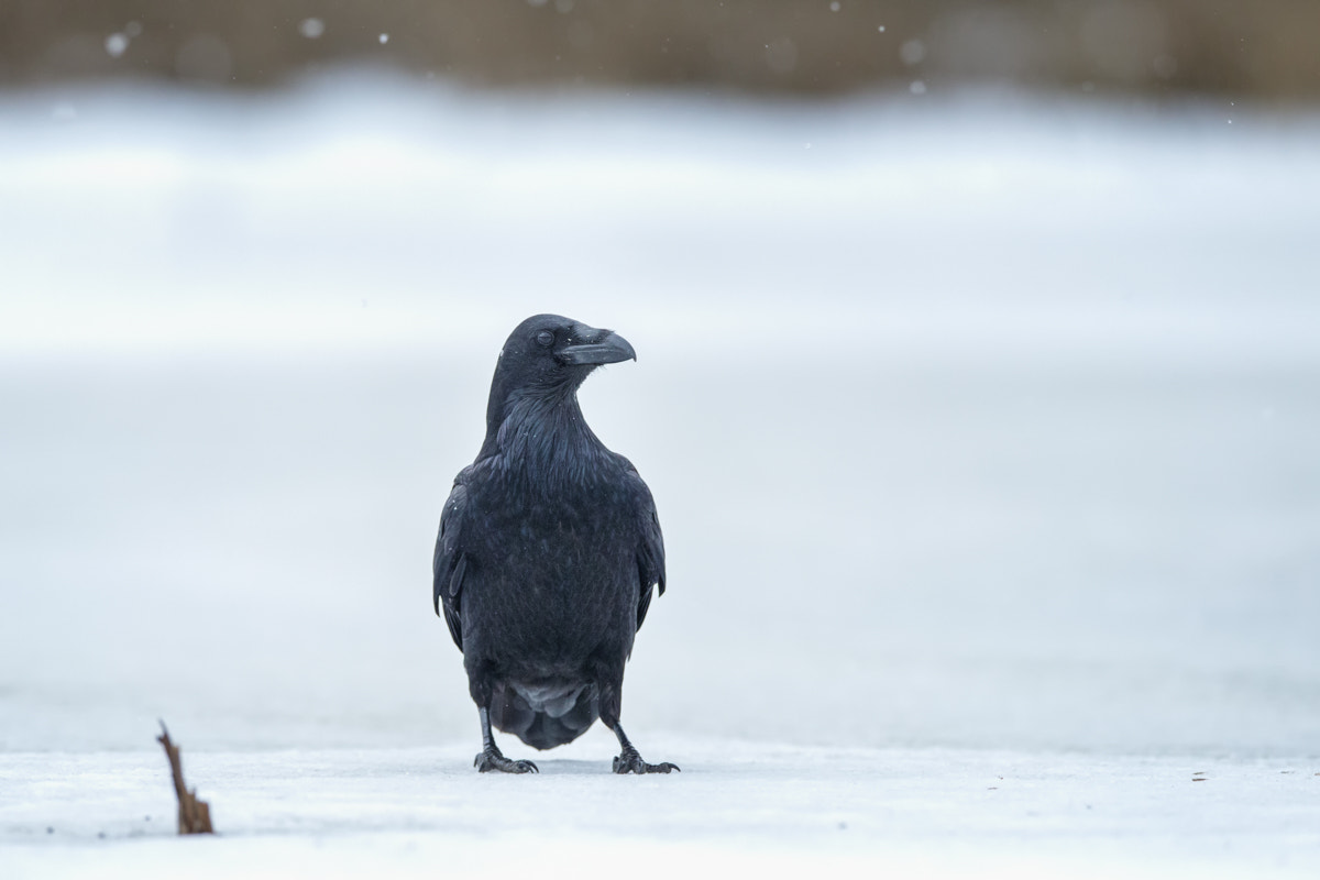 Canon EOS 5D Mark IV + Canon EF 400mm F2.8L IS II USM sample photo. Raven photography