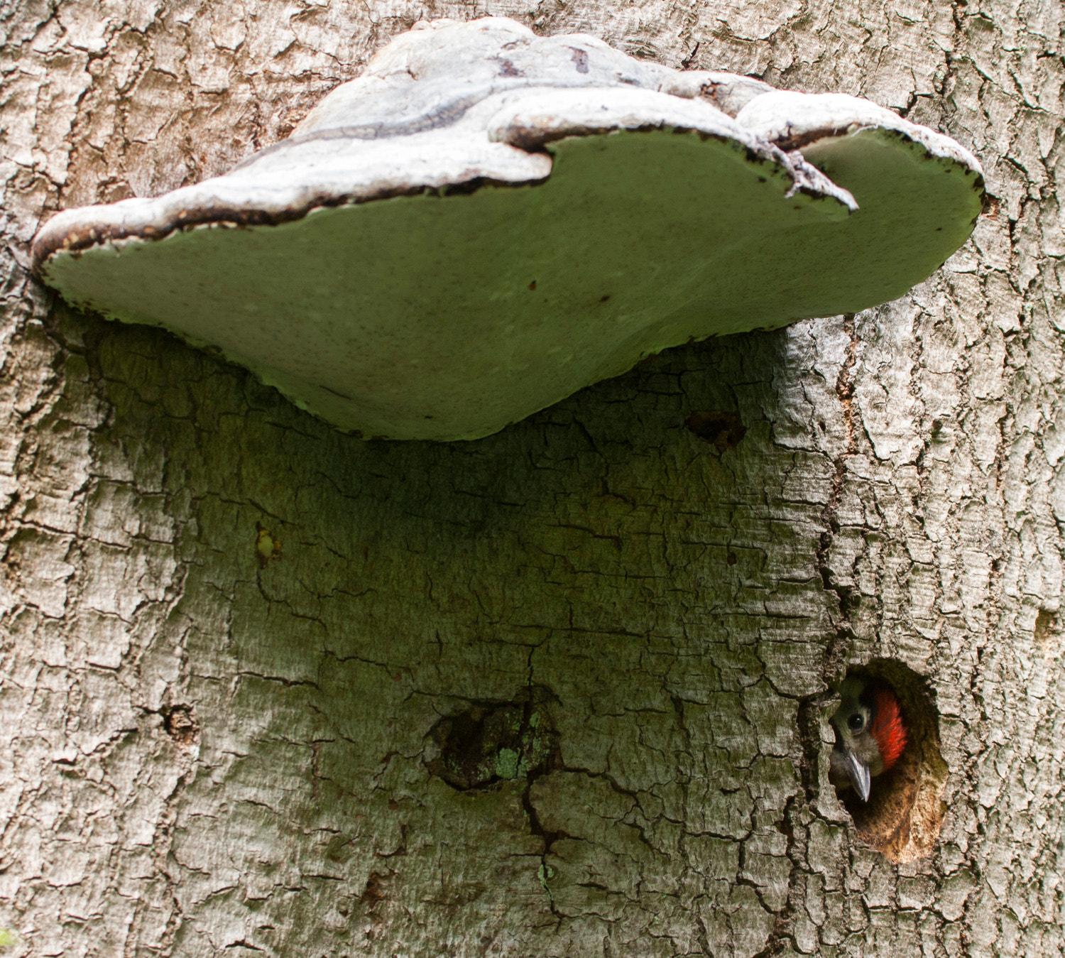 Canon EOS 400D (EOS Digital Rebel XTi / EOS Kiss Digital X) sample photo. Little woodpecker and the big mushroom photography