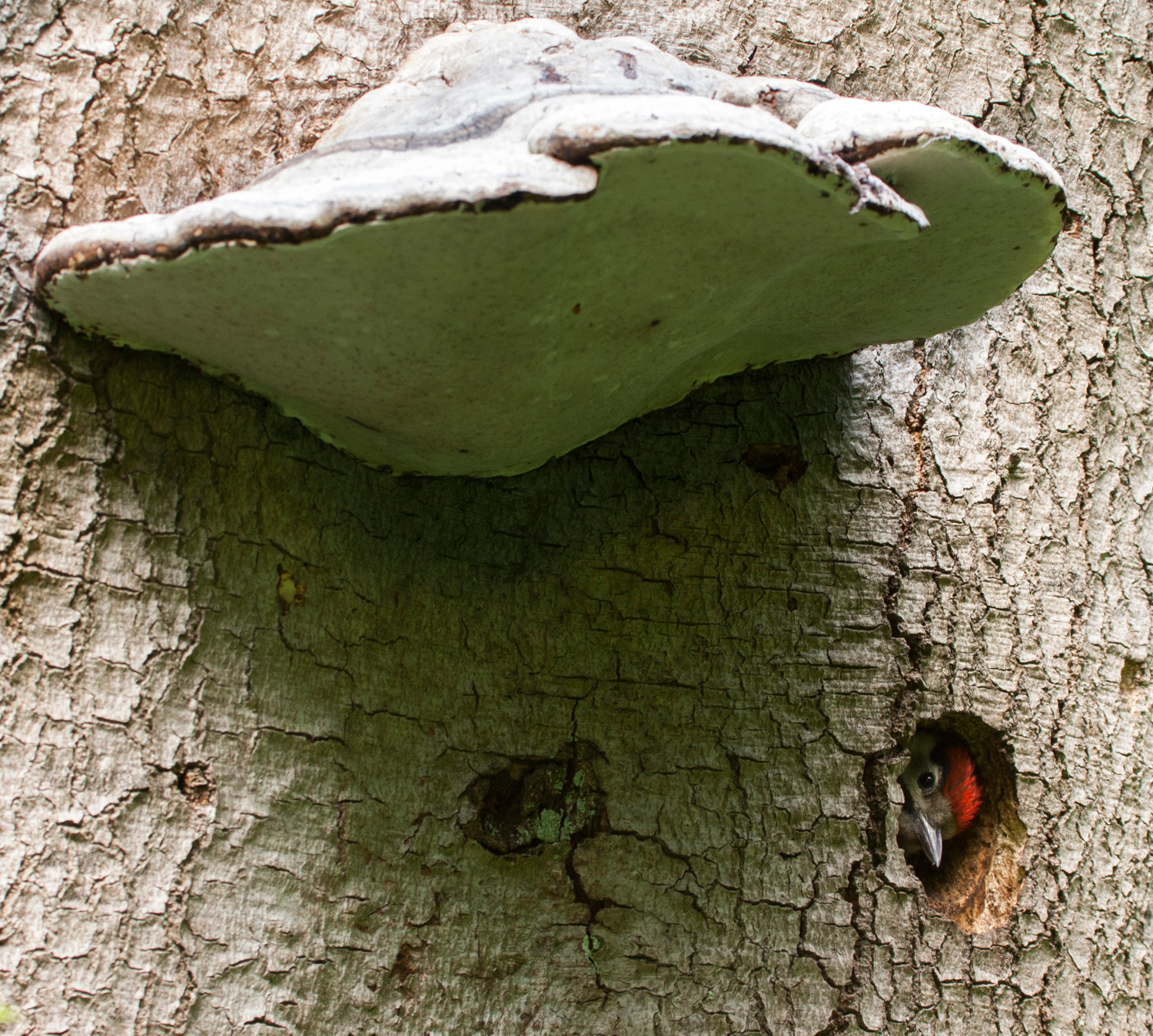 Canon EF 100-400mm F4.5-5.6L IS USM sample photo. Little woodpecker and the big mushroom photography