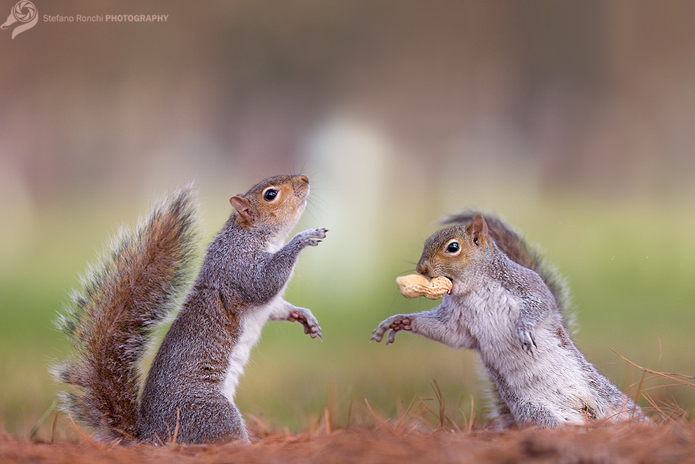 Canon EF 300mm F2.8L IS USM sample photo. This is mine photography