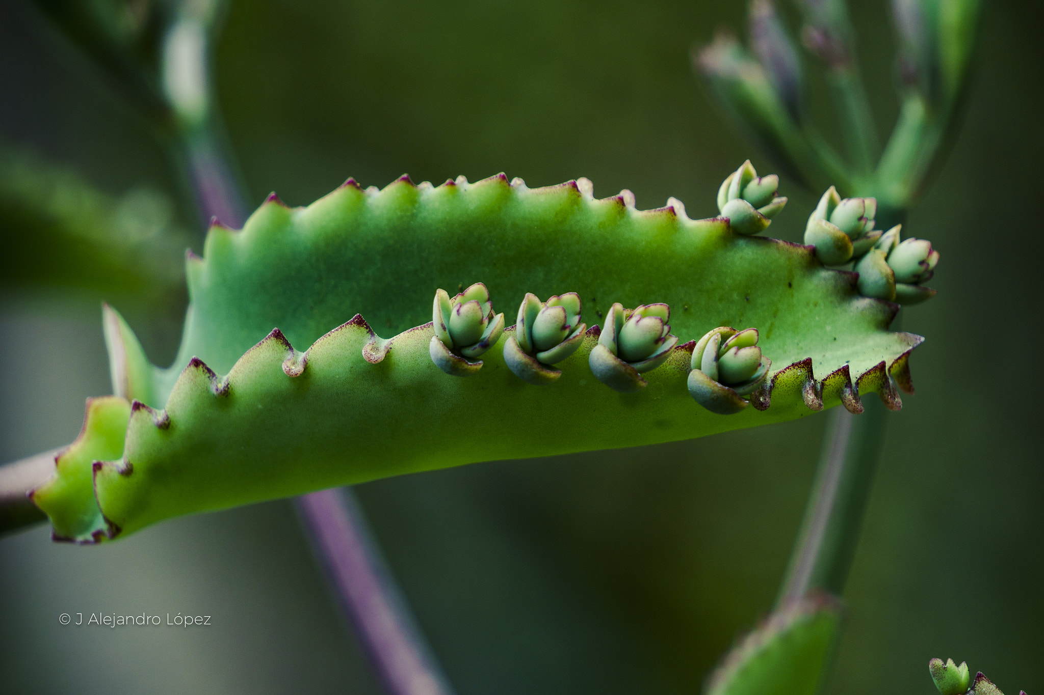 Sony a6300 + Sony E 55-210mm F4.5-6.3 OSS sample photo. Something different photography